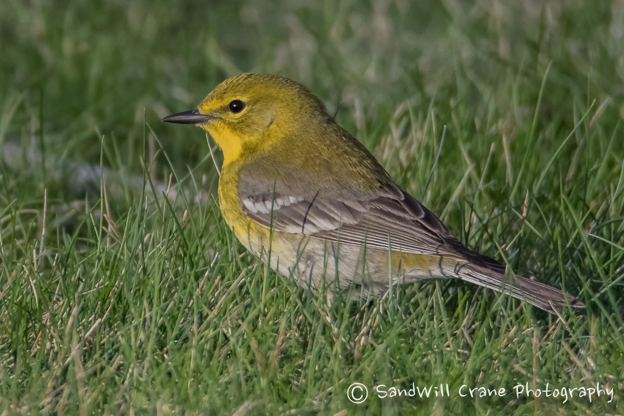 Pine Warbler