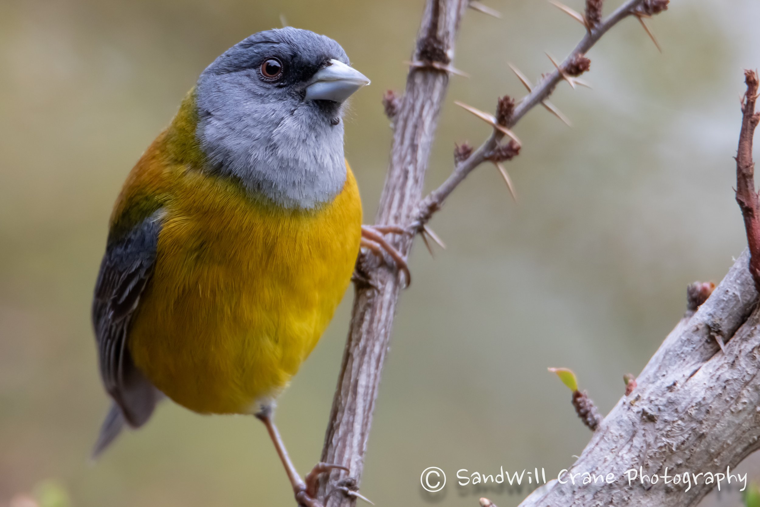 Cometocino Patagónico