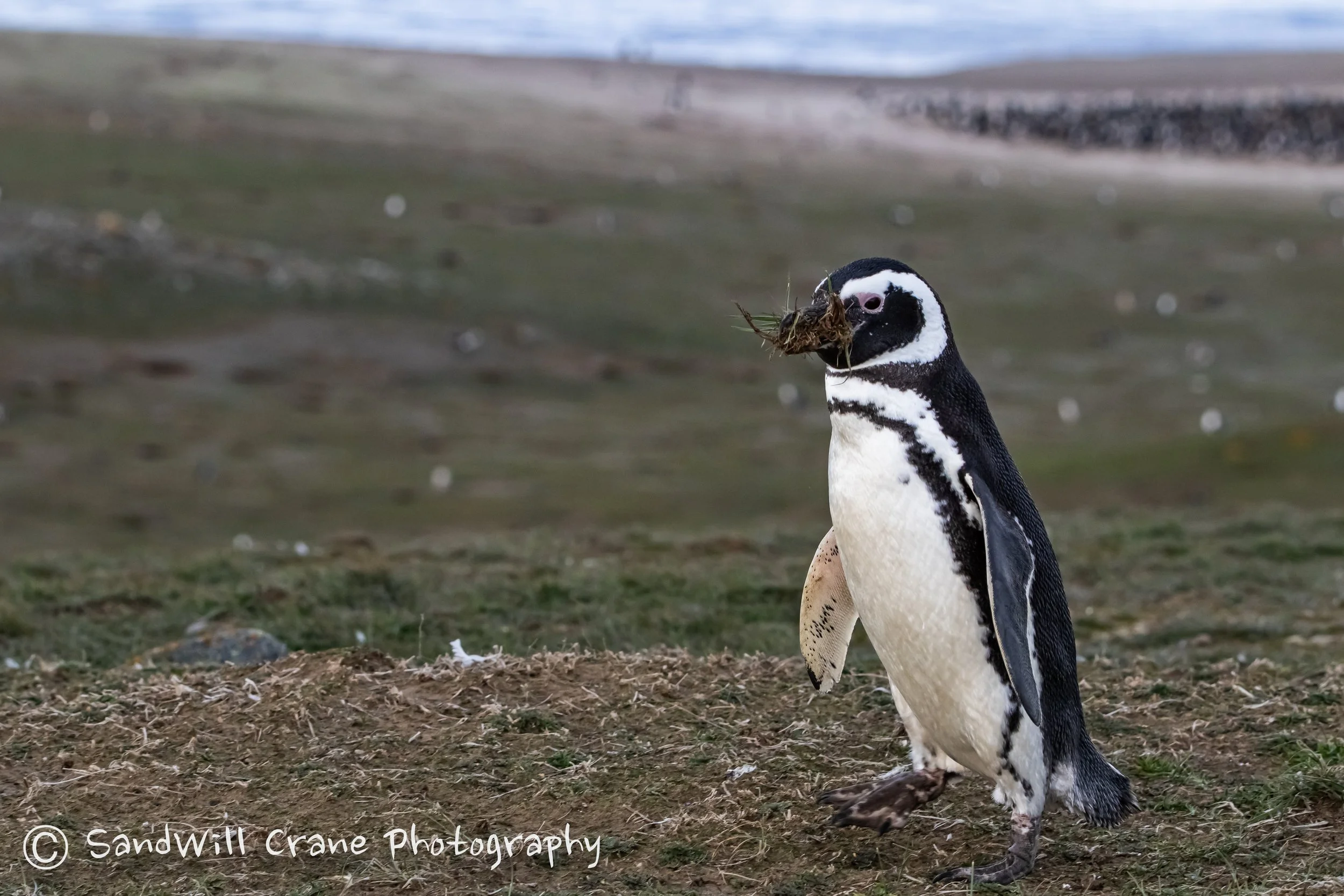 Pingüino de Magallanes