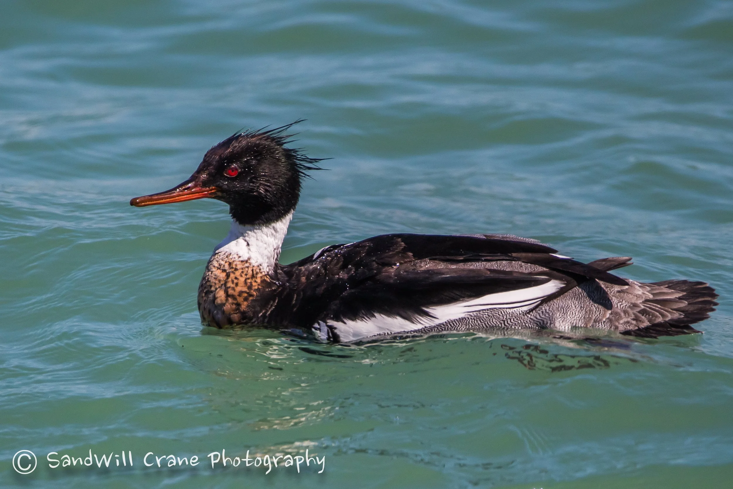 Red-breasted Merganser