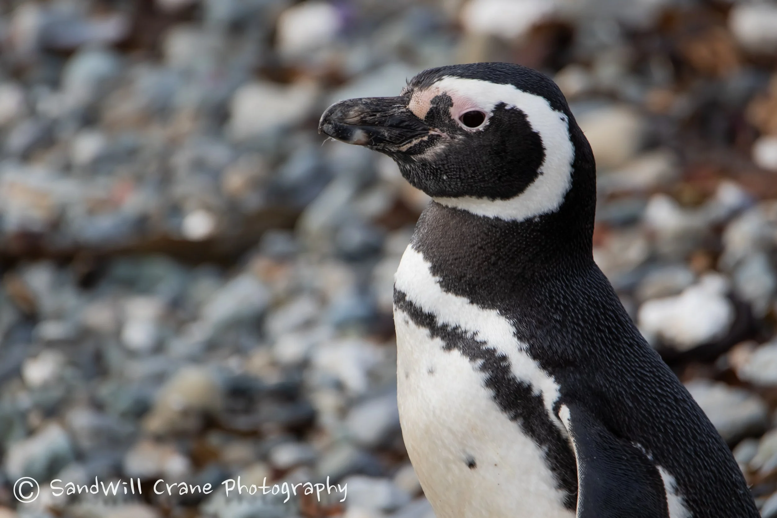Pingüino de Magallanes