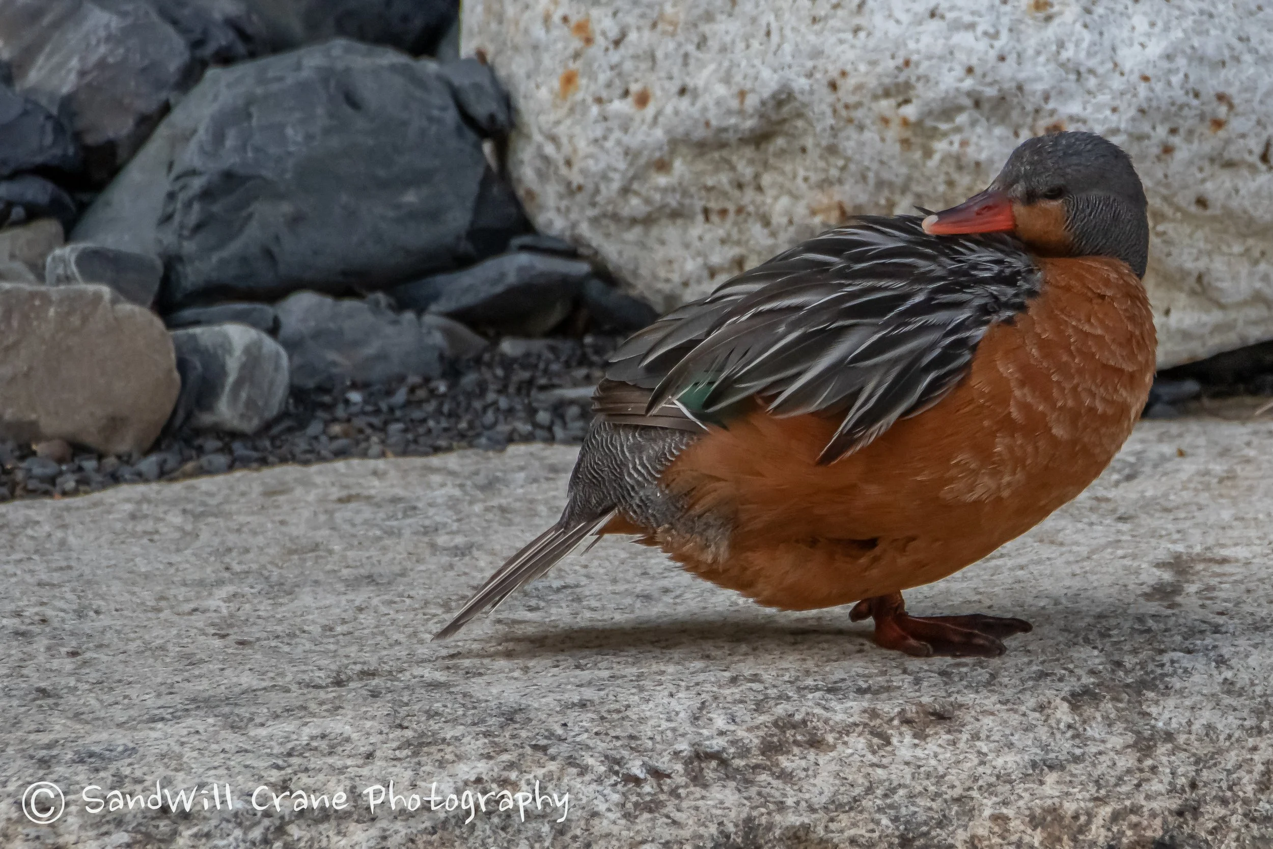 Pato Cortacorrientes (hembra)