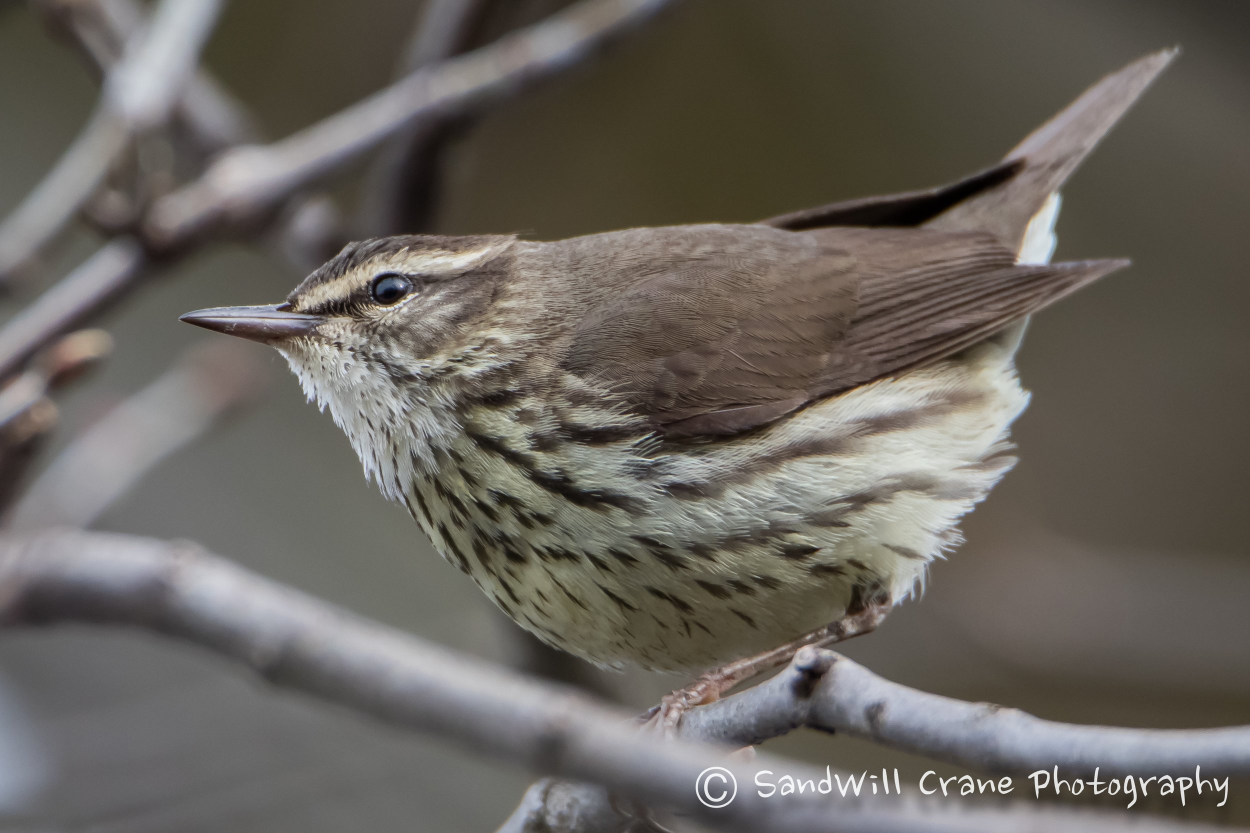 Northern Waterthrush