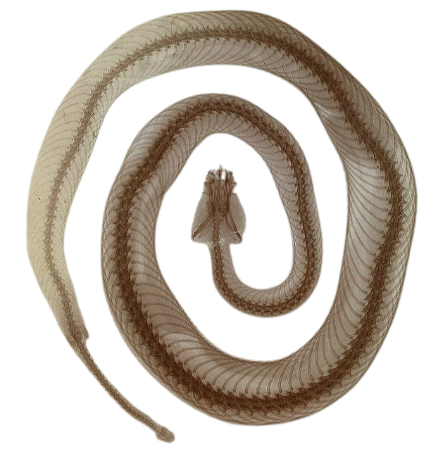 A coiled snake with a triangular head, tan and brown pattern, on a plain background.