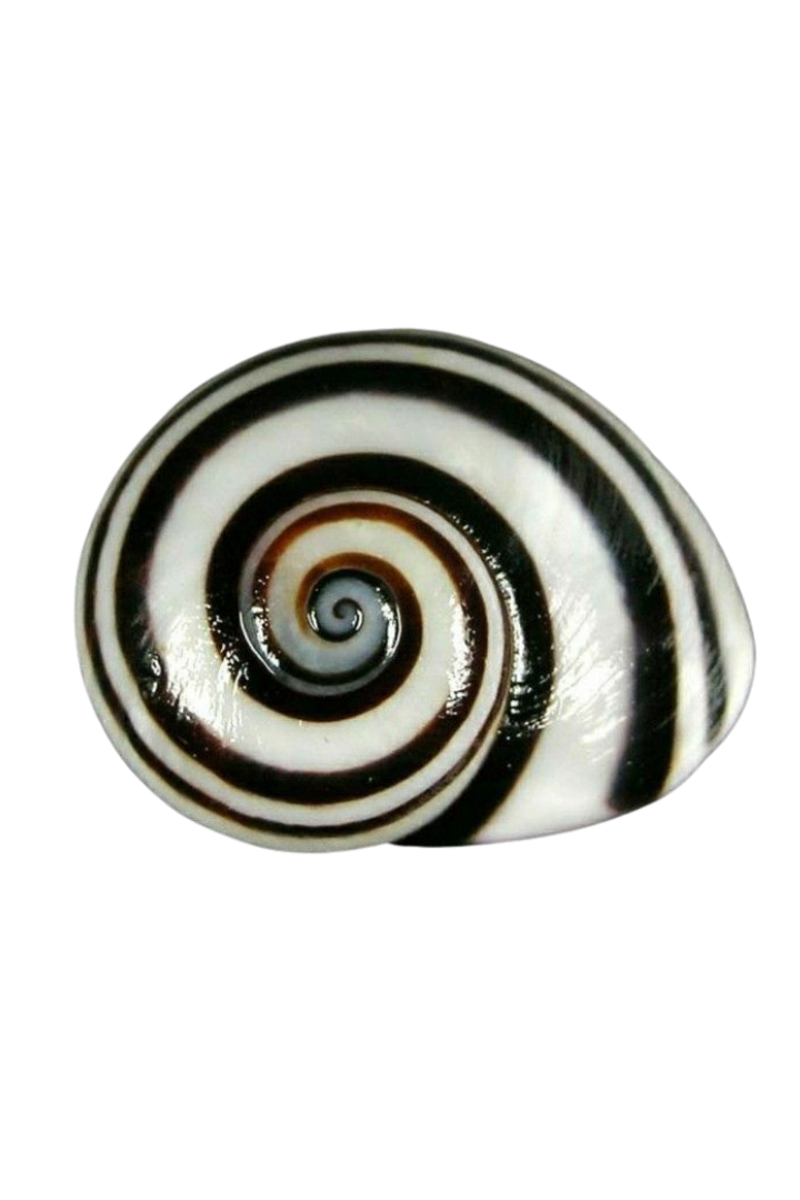 Close-up of a seashell with black and white spiral patterns against a black background.