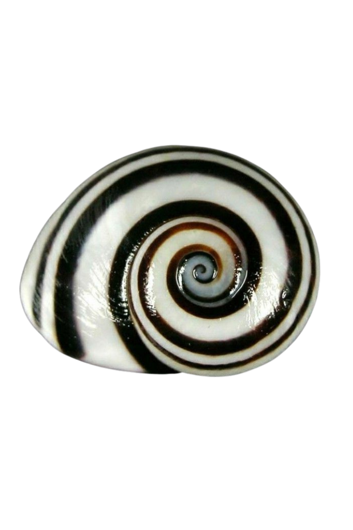 Close-up of a black and white spiral shell on a dark background.