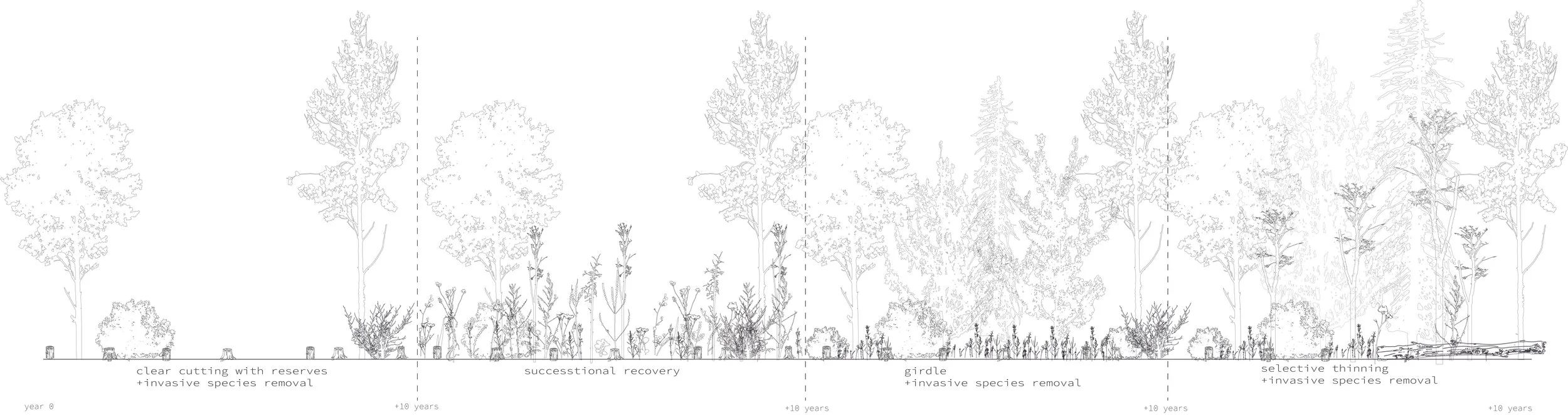 section timeline showing growth.jpg