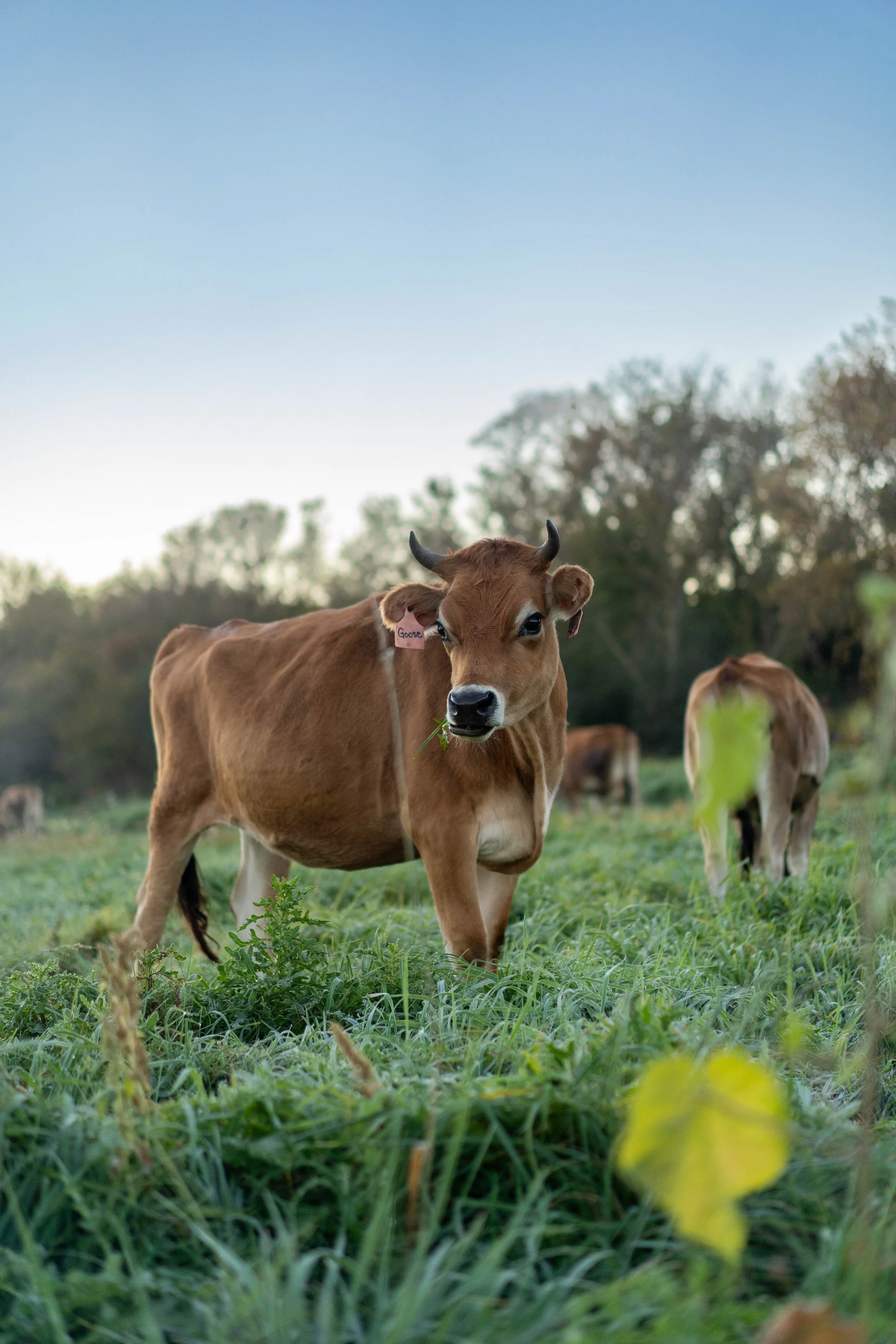 Social Media at Grassway Organics