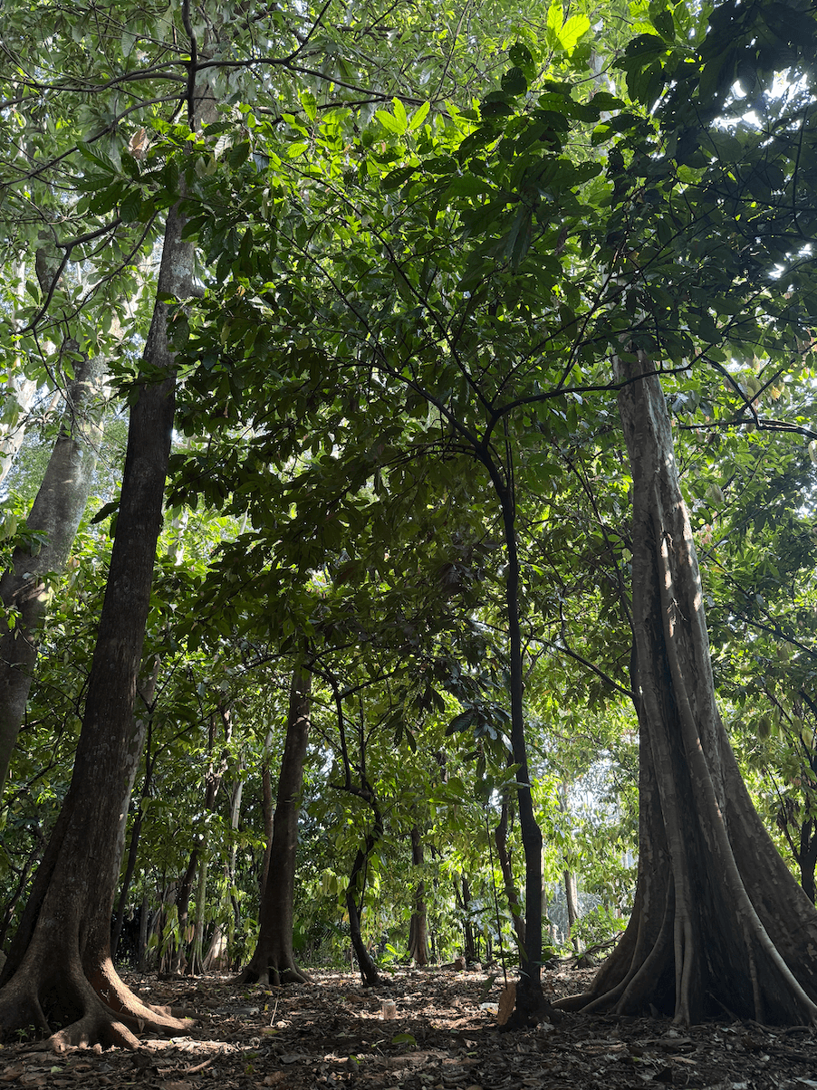 Cacao trees growing in a lush tropical forest, where ceremonial cacao begins its journey from tree to cup.