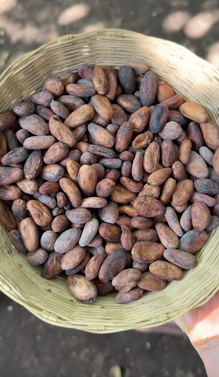 Fermented and dried raw cacao beans, the foundation of high-quality single-origin ceremonial cacao.