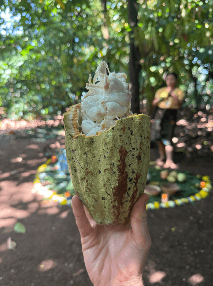 Freshly opened cacao pod showing raw white cacao fruit pulp, the first stage of ceremonial cacao from seed to cup.