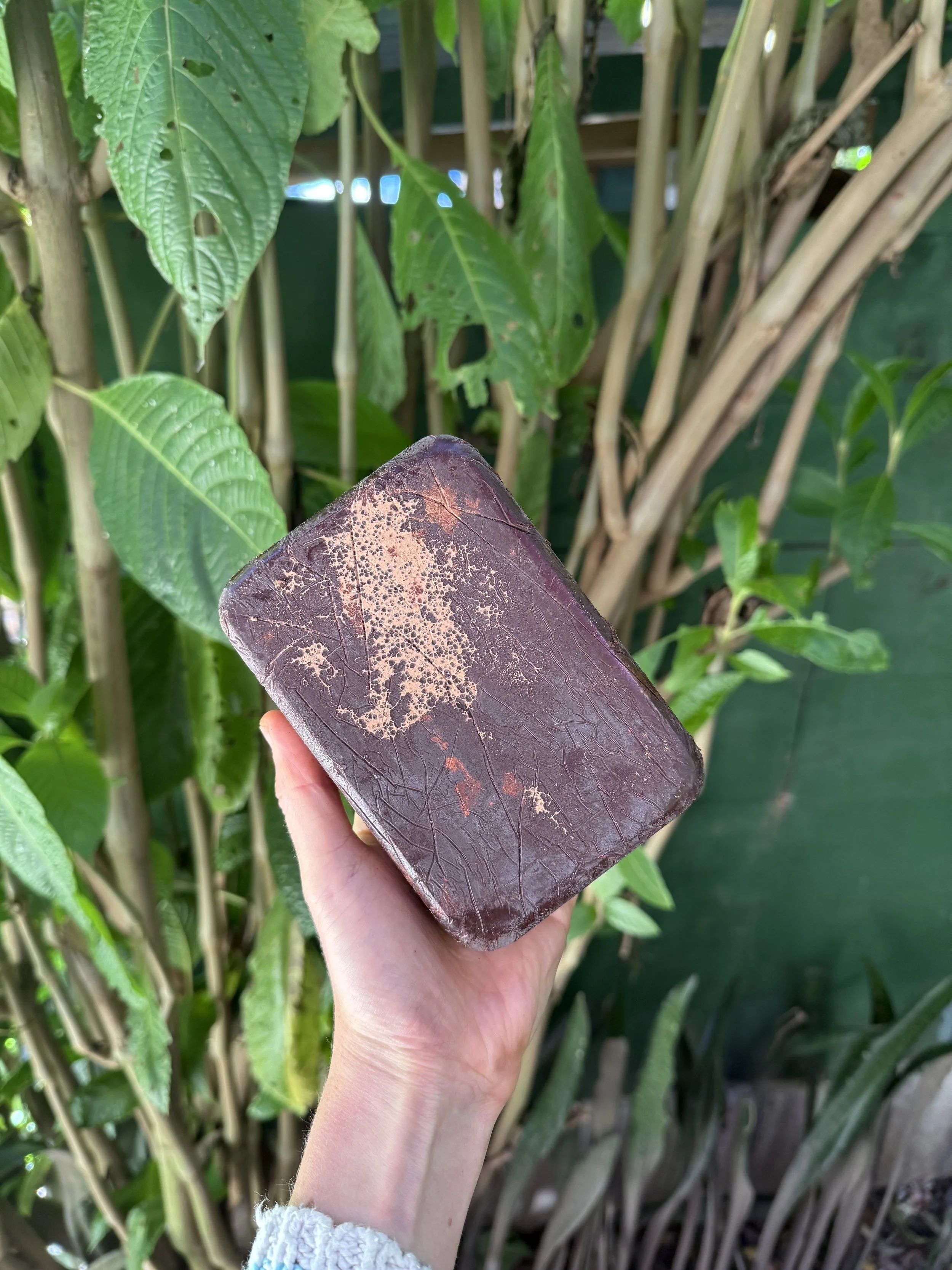 Ceremonial cacao block held in hand against cacao tree leaves