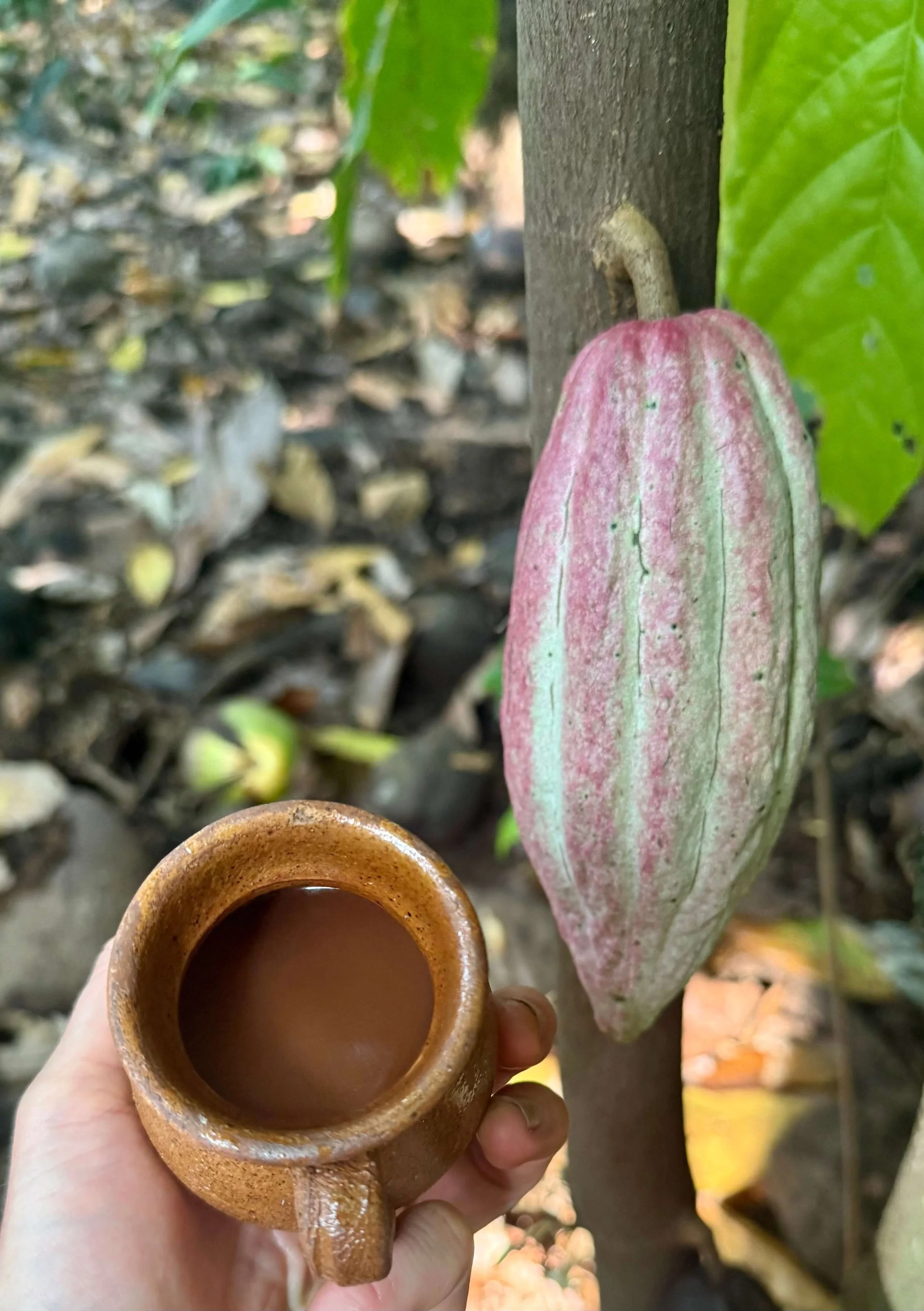 A hand holding a cup of ceremonial cacao beside a ripe cacao pod growing on the tree, illustrating cacao from bean to cup