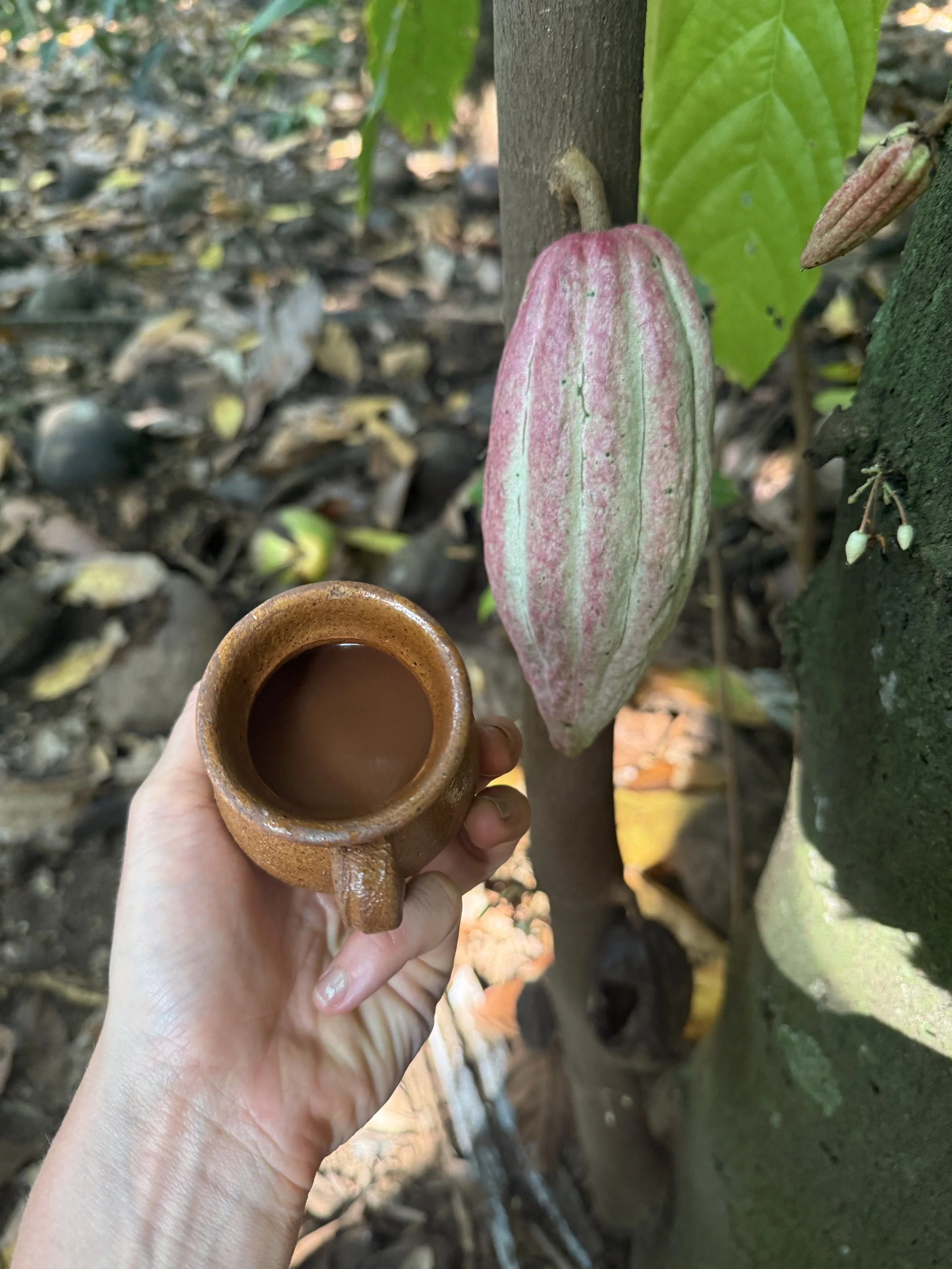 Freshly harvested cacao pod held in hand