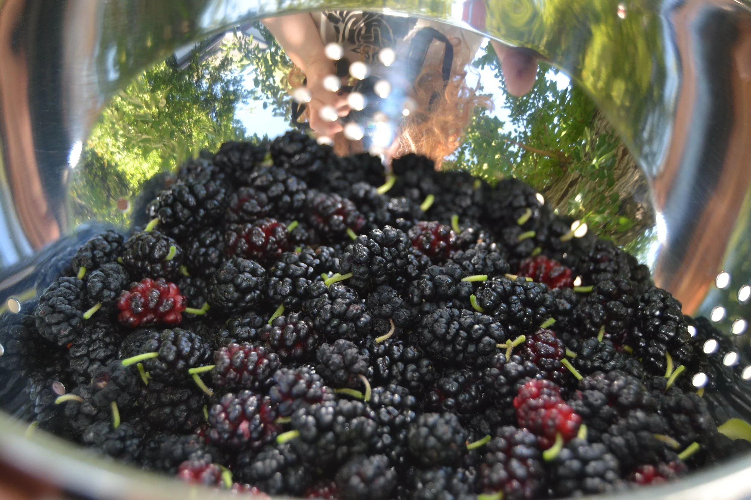 Mulberries, Foraging, Food