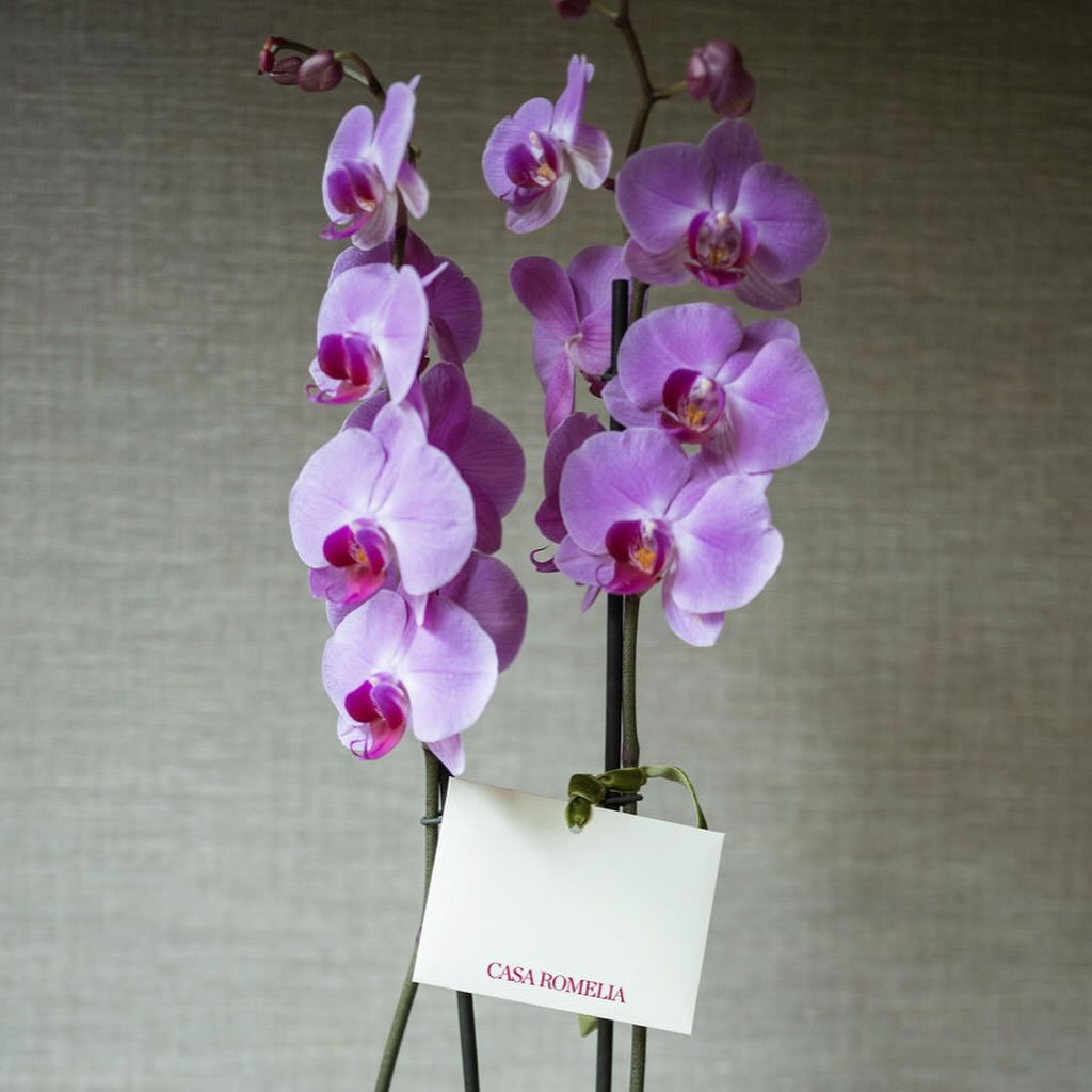 Para Mam&aacute; ❤️ - Orquidea phalaenopsis de doble vara en panera de algod&oacute;n. Envios a domicilio 🏠 
Link en bio.