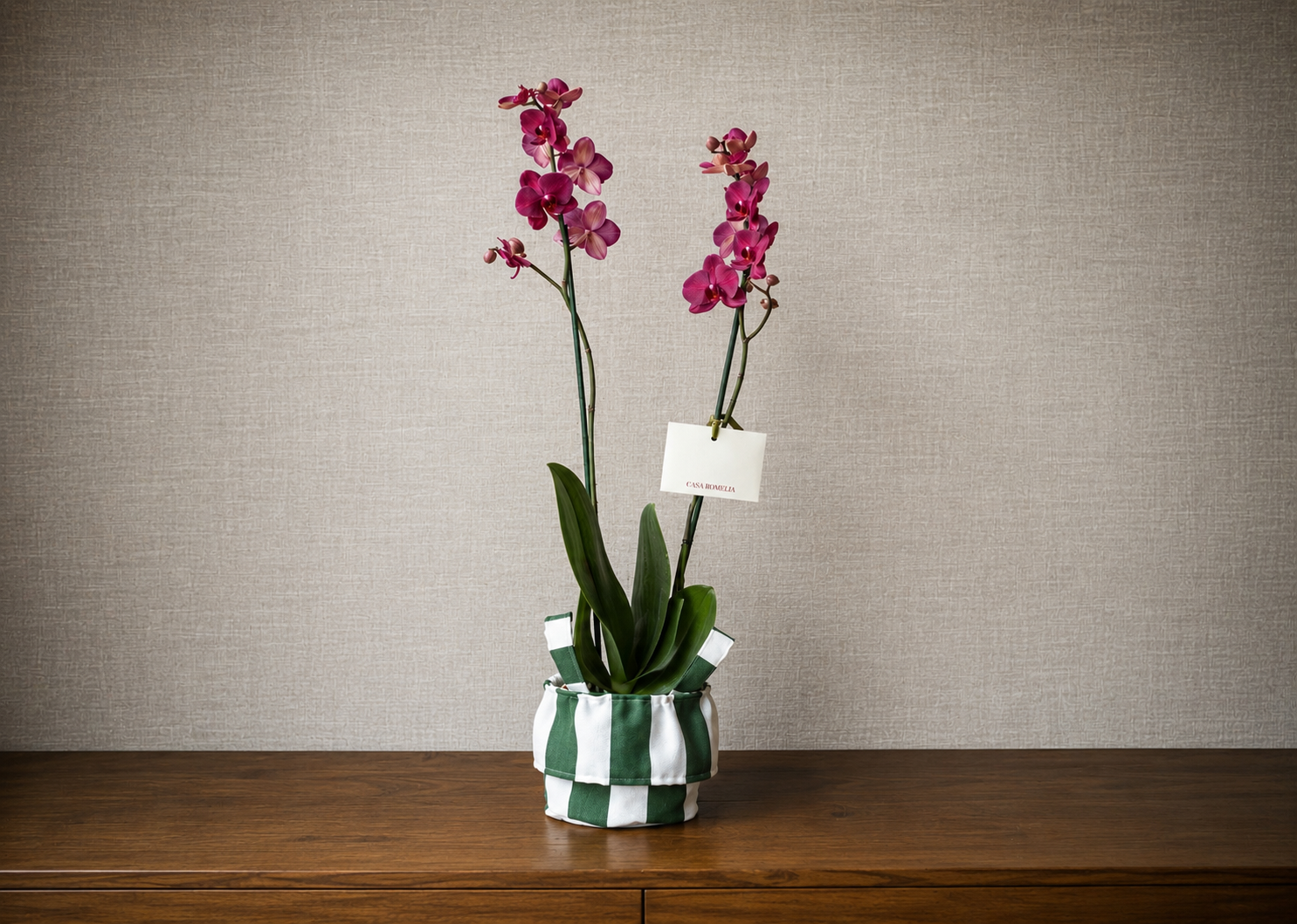 SIMONA </br>6 Servilletas Hormiga + 6 Individuales Hormiga + 6 Portavasos Hormiga + 1 Orquídea Phalaeonpsis de doble vara en panera de algodón