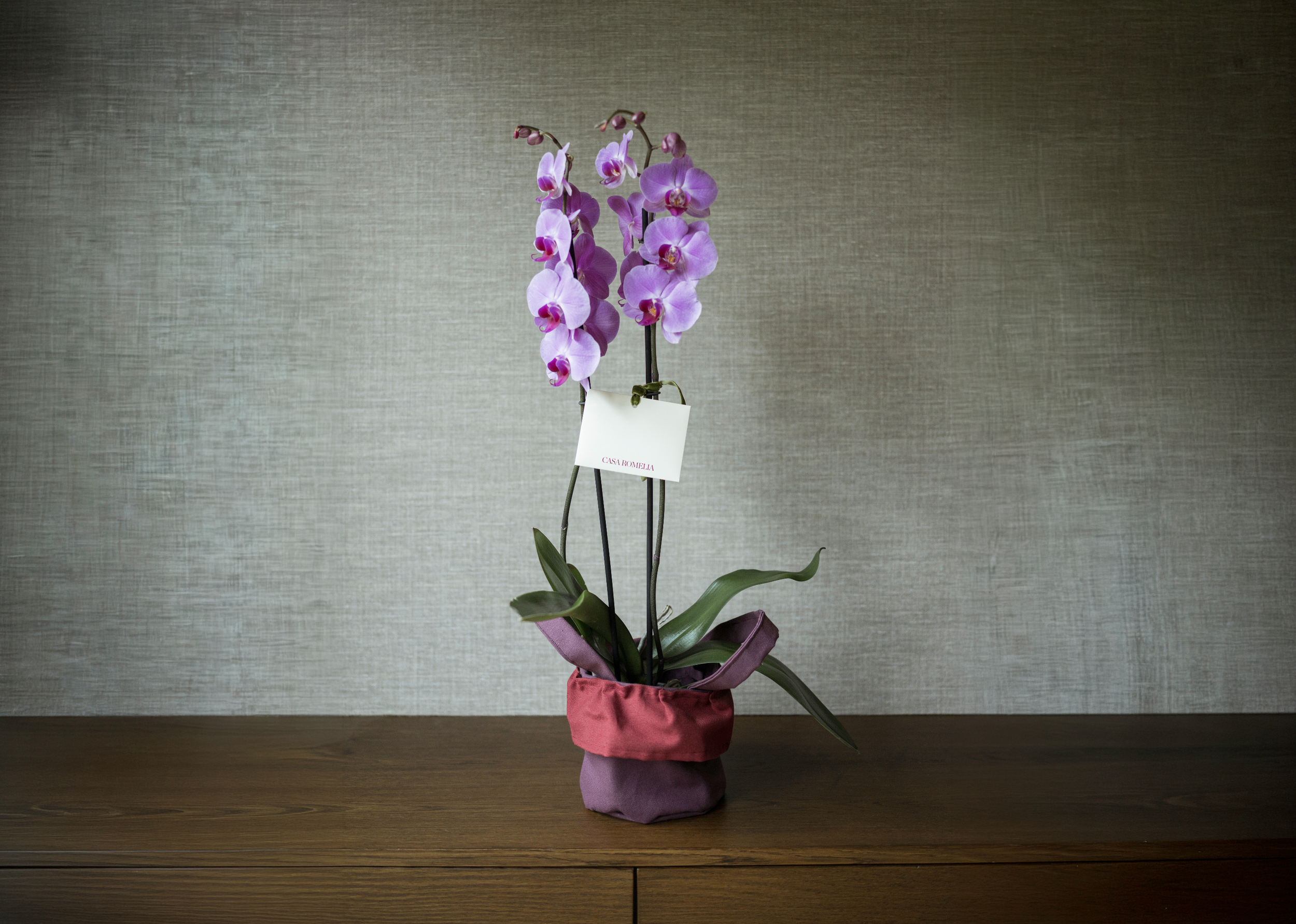 ORQUÍDEA PHALAENOPSIS </br>Doble vara en canasta de tela