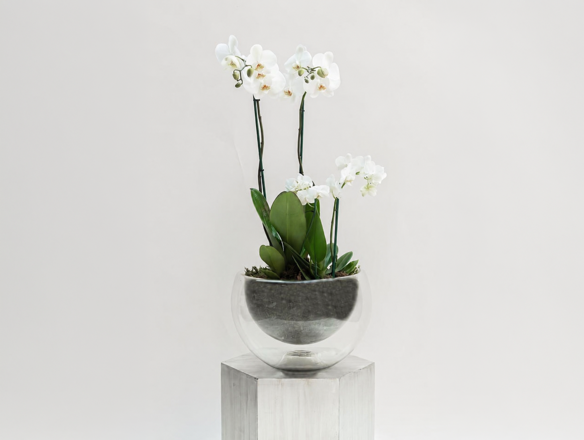 Roberta</br>Una Orquidea Phalaenopsis de doble vara y una Orquidea Phalaenopsis mini en base de vidrio soplado