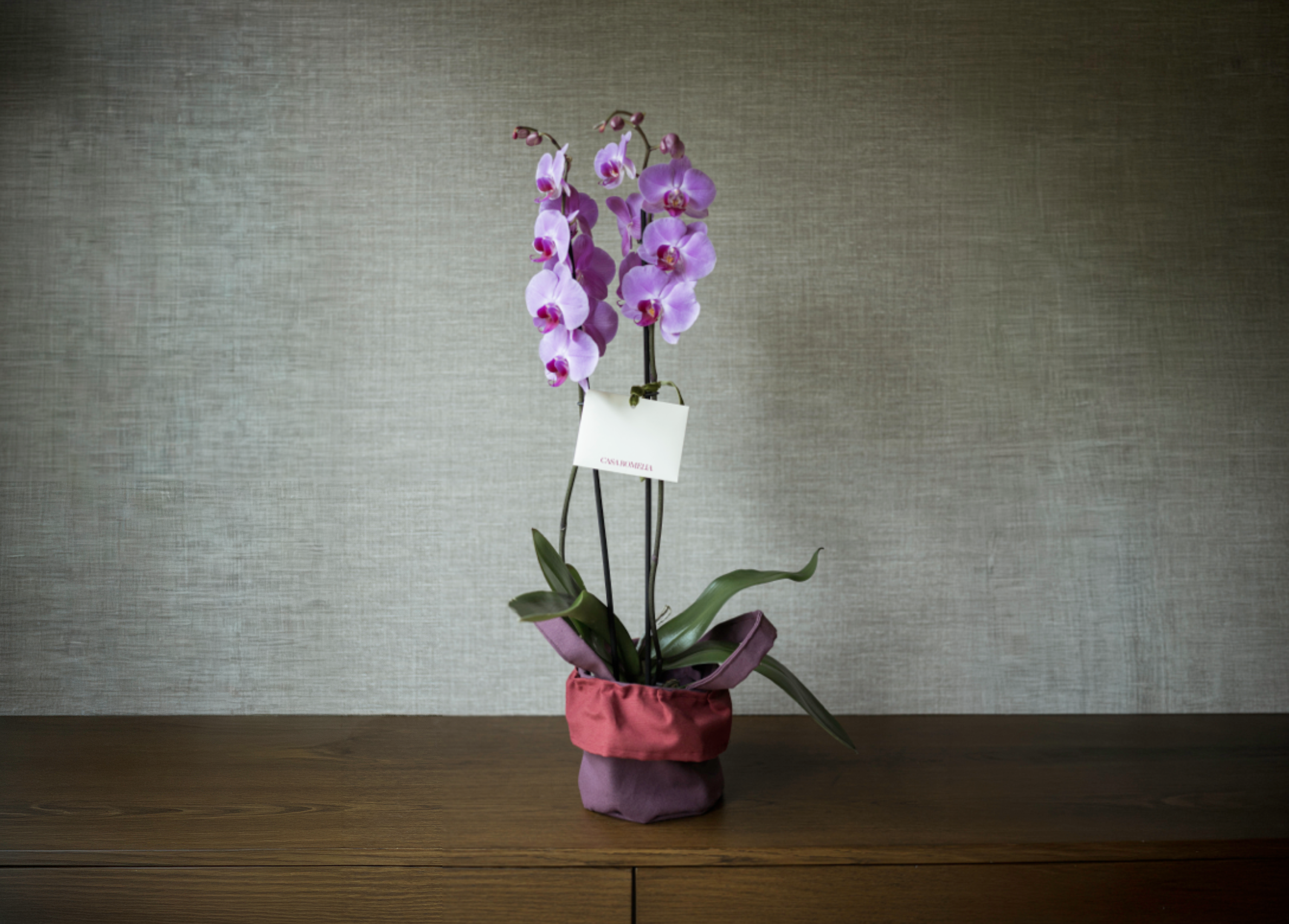 ELLAS </br>orquídea phalaenopsis doble vara en canasta de algodón + 6 servilletas alcachofa