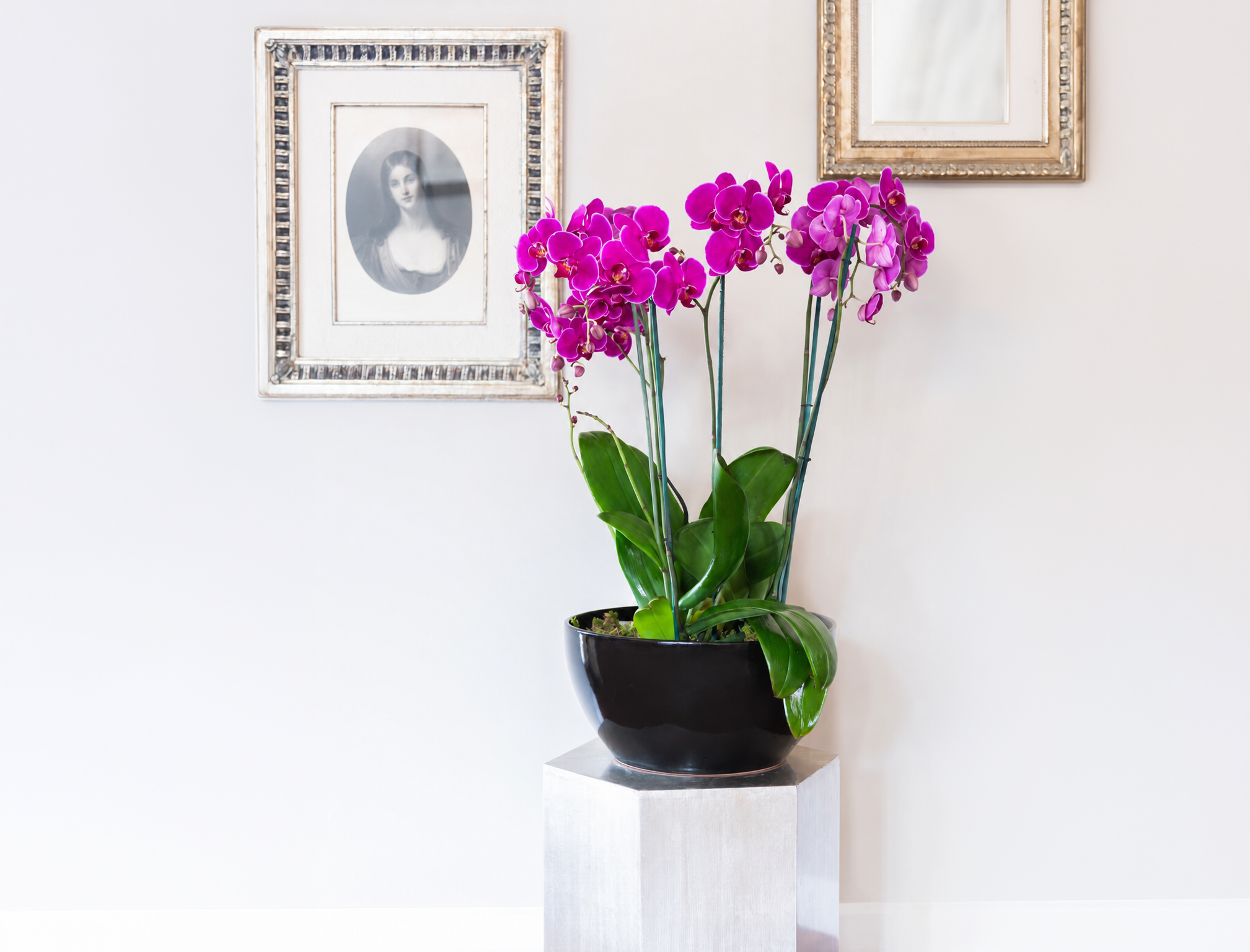 MARENNE </br>Cuatro Orquídeas Phalaenopsis de doble vara en base de cerámica negra