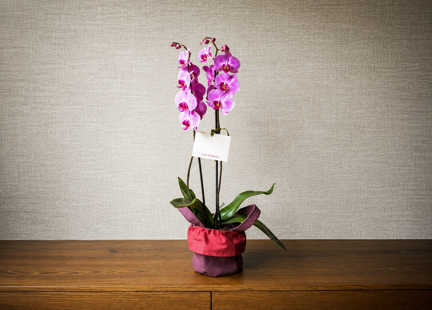 JACINTA </br>Orquídea Phalaenopsis doble vara en canasta de algodón