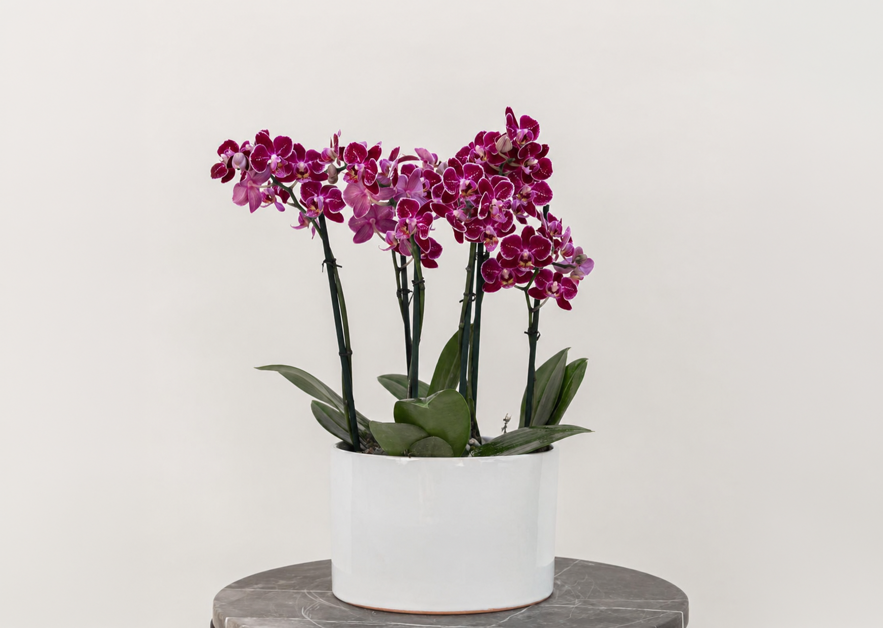AITANA </br>Tres Orquídeas Phalaenopsis minis de doble vara en base de ceramica blanca