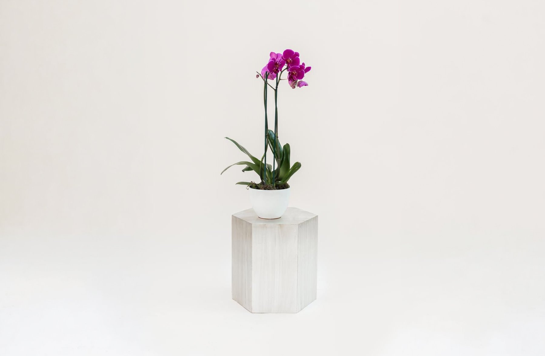 ANNA </br>Una Orquidea Phalaenopsis de doble vara en base de ceramica blanca