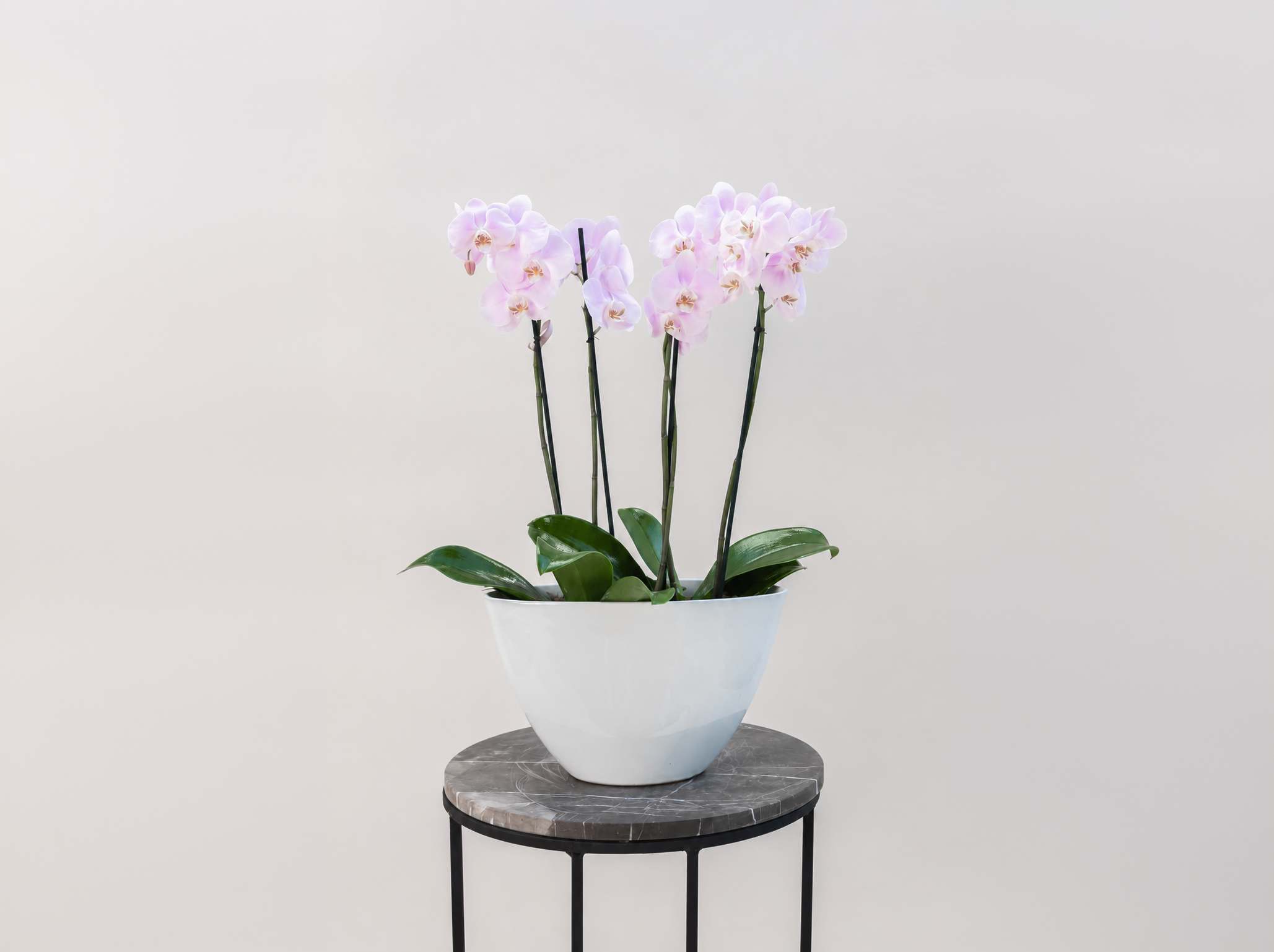 LOLA </br>Dos Orquídeas Phalaenopsis de doble vara en base de cerámica blanca