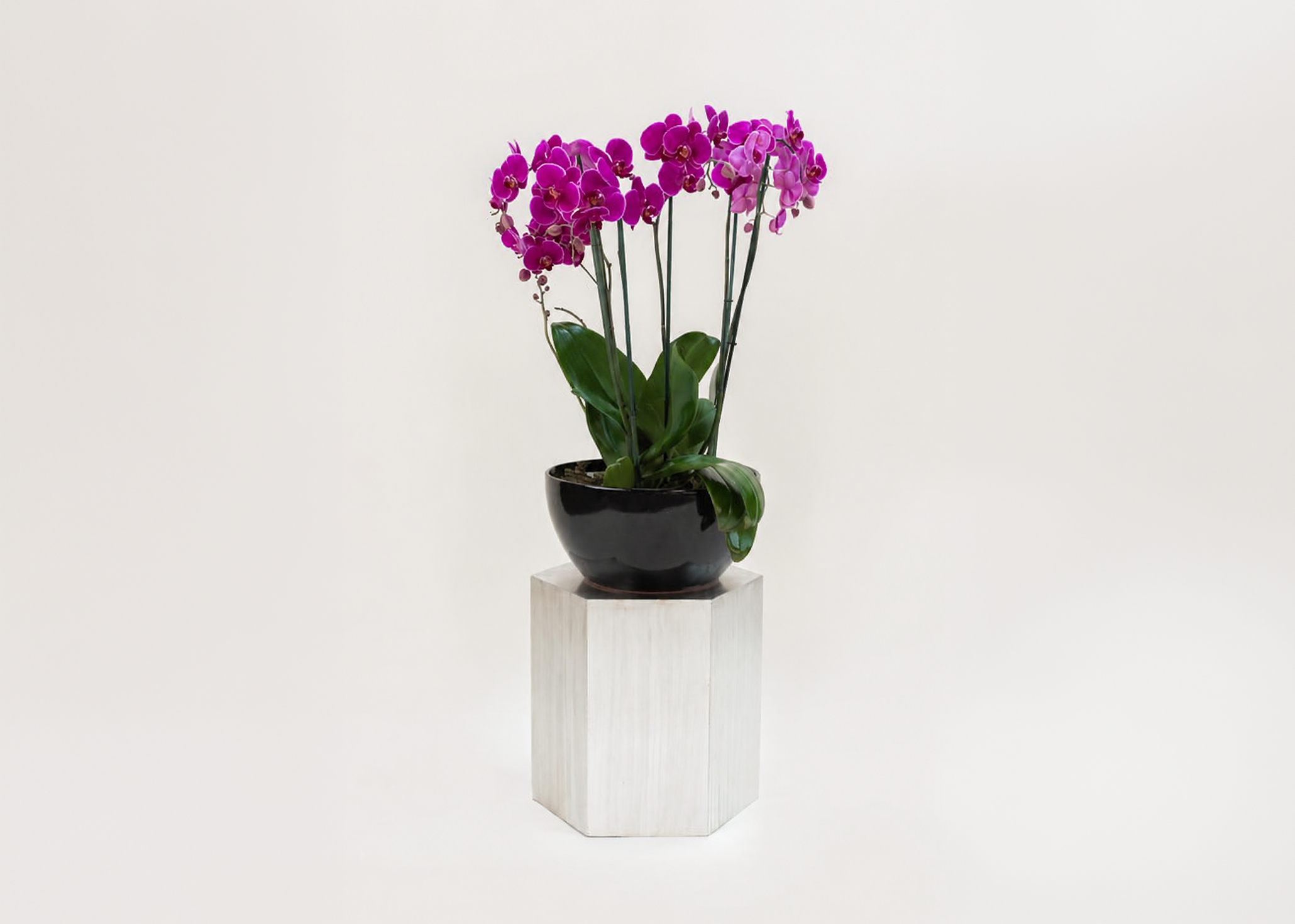 EMMA </br>Tres Orquídeas Phalaenopsis minis de doble vara en base de vidrio soplado negra