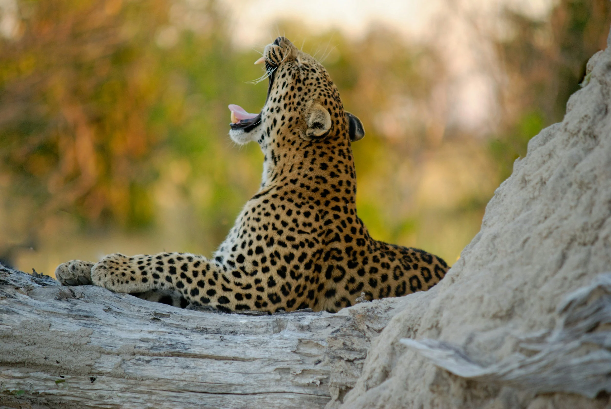 Leopard yawning while resting on a fallen tree in the Okavango Delta.