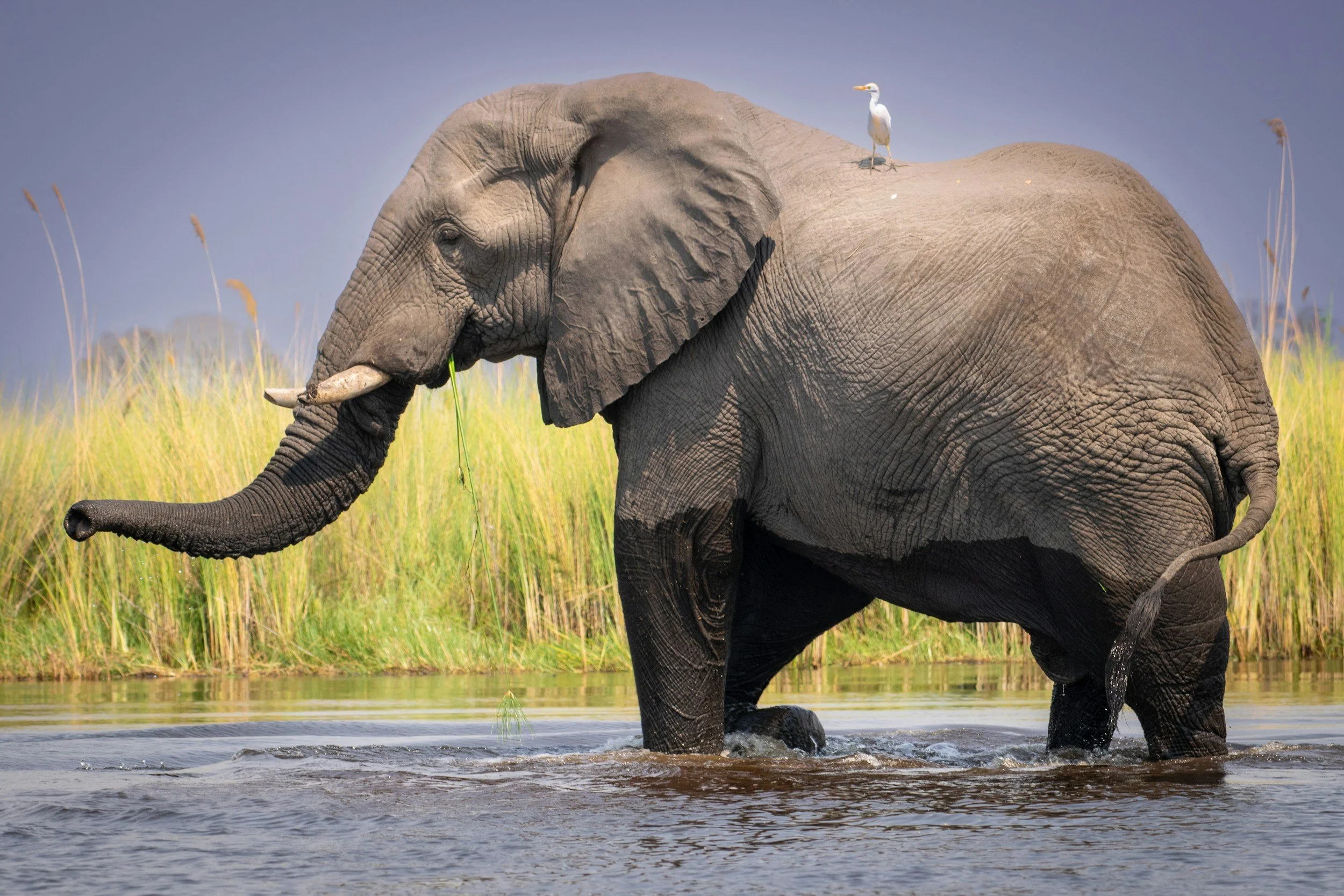 Elephant walking through shallow water in northern Botswana with a cattle egret on its back.