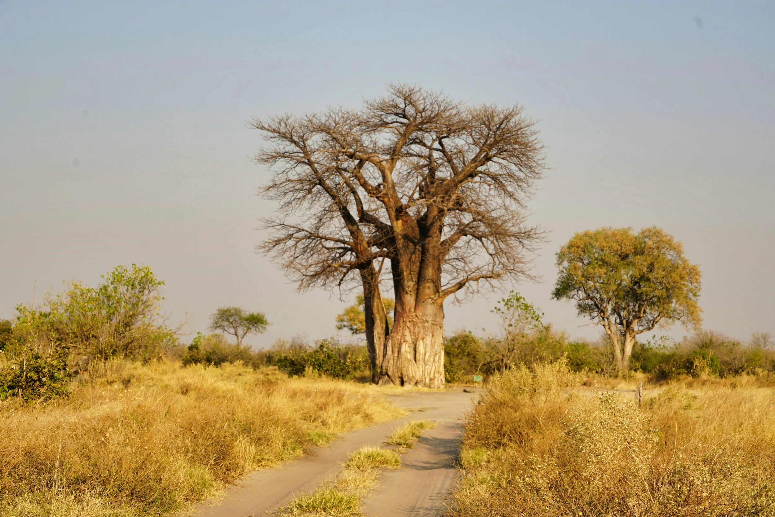 A large baobab tree in a dry, grassy Botswana landscape with some smaller trees and bushes, under a pale sky.