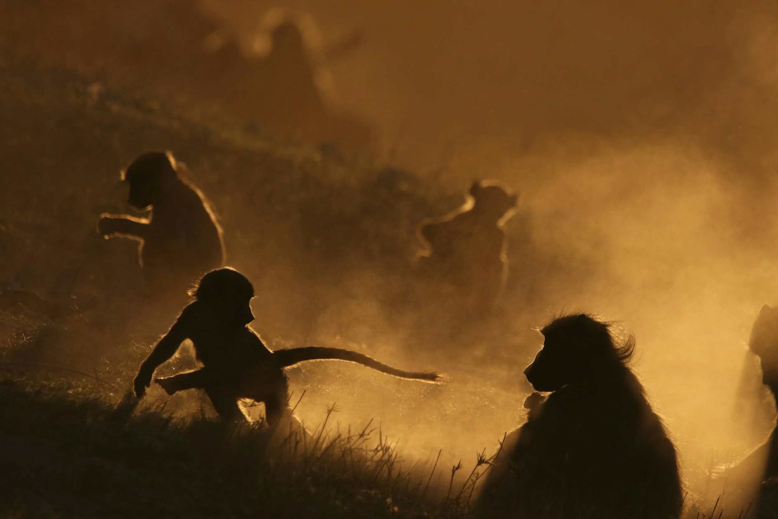 Baboons silhouetted at sunset in the Botswana wilderness.