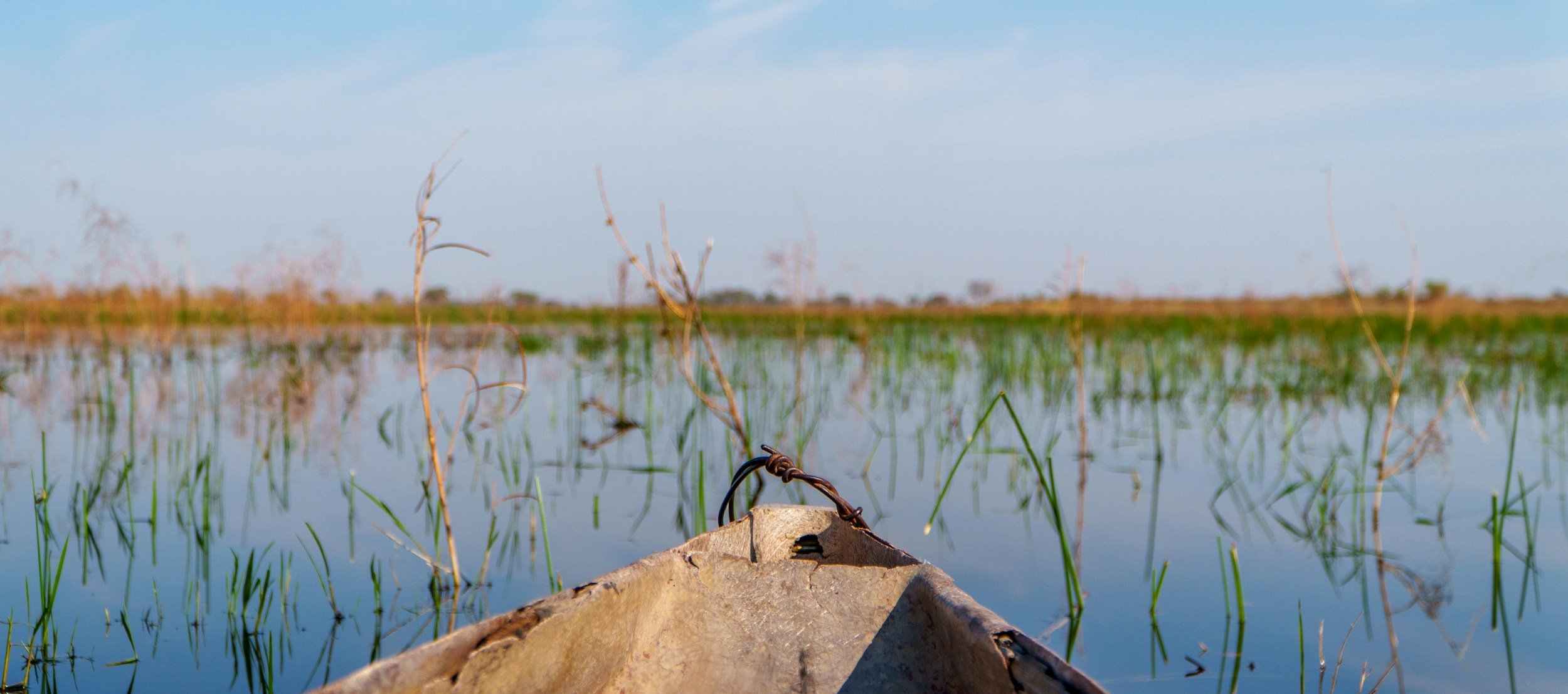 Mokoro gliding through reeds in the Okavango Delta.