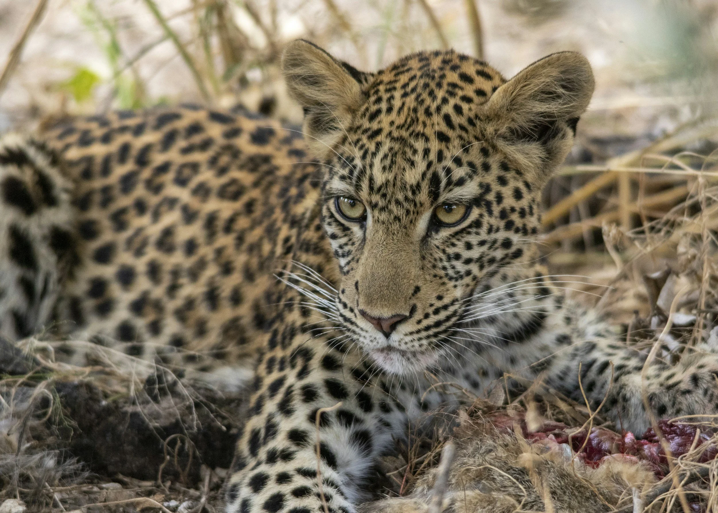 A young leopard resting in the shade in Khwai, Botswana.