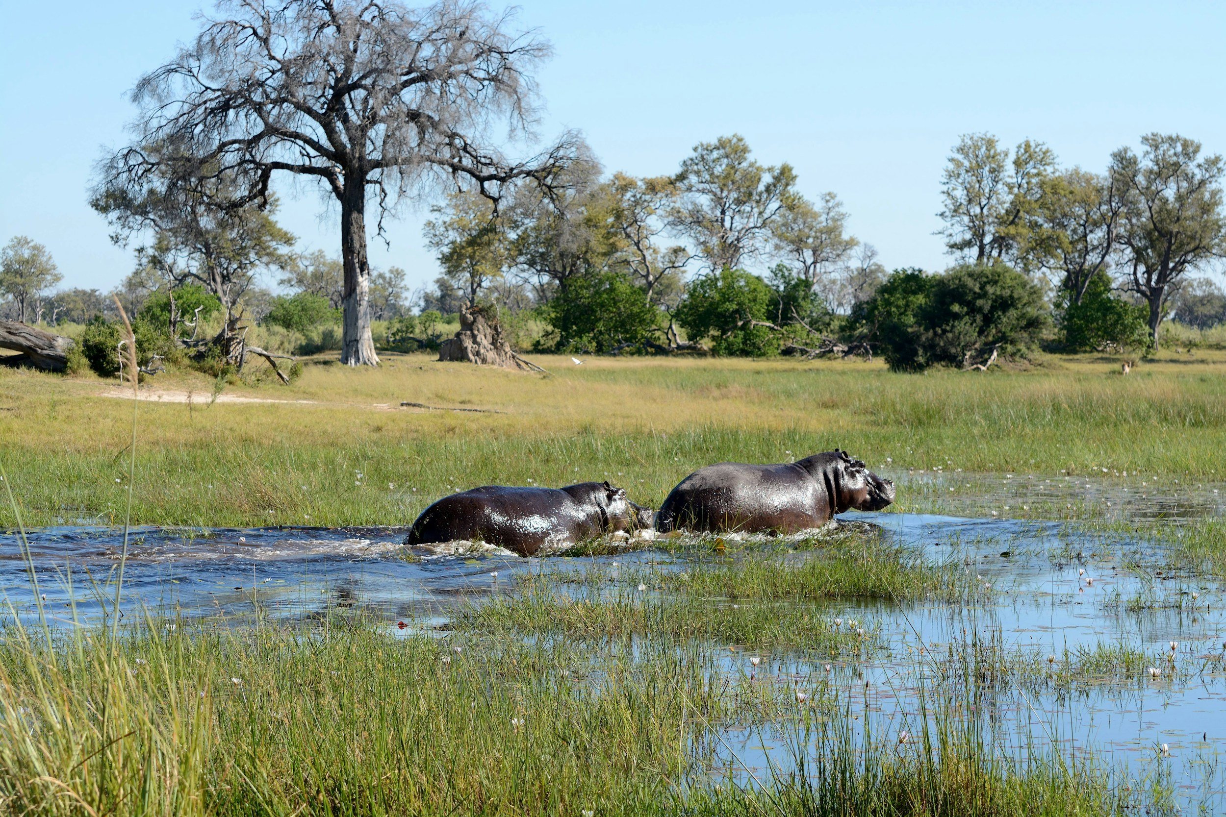 Two hippos wading in a shallow river in Moremi Game Reserve, Botswana.