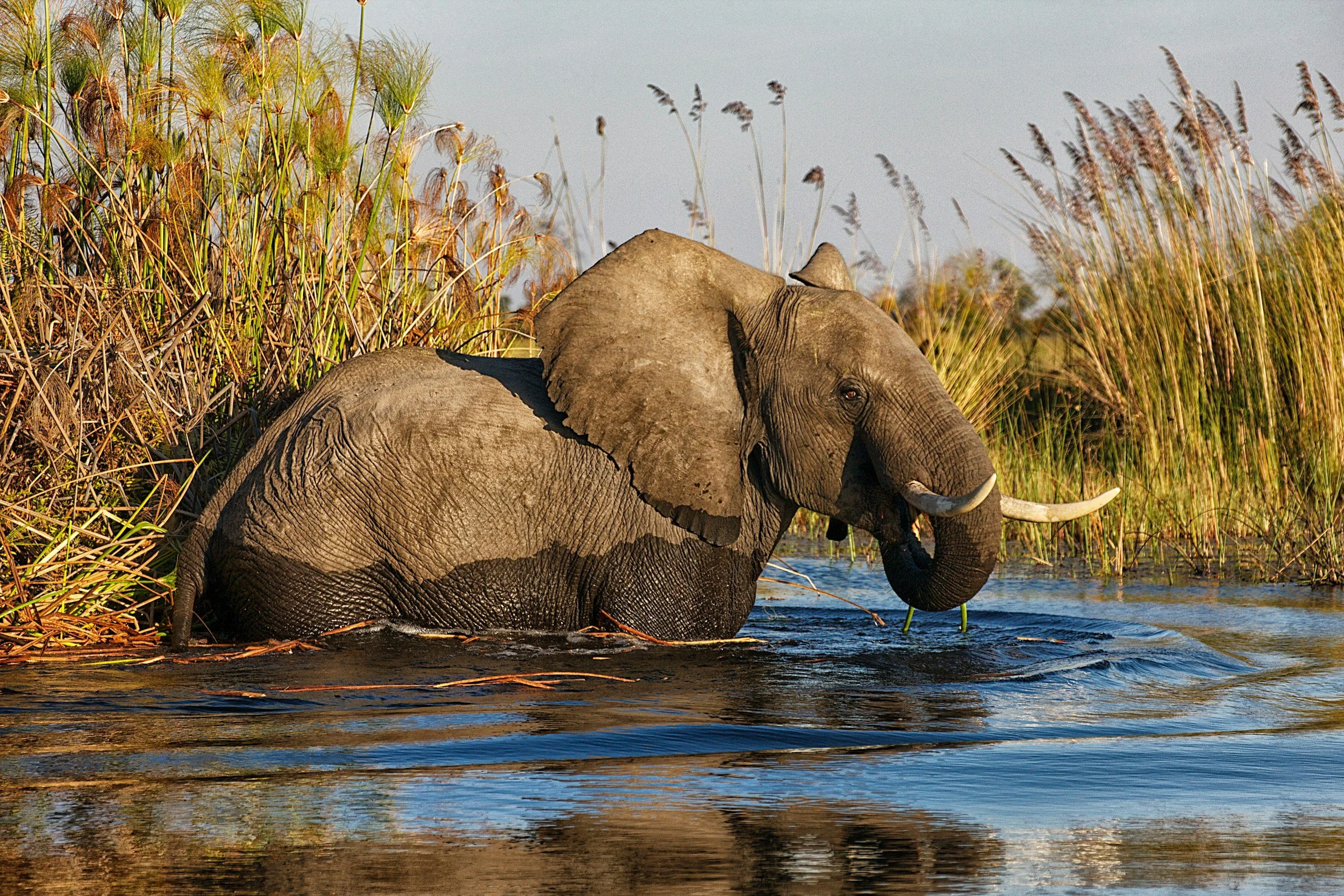 Elephant feeding in shallow water in the Okavango Delta.