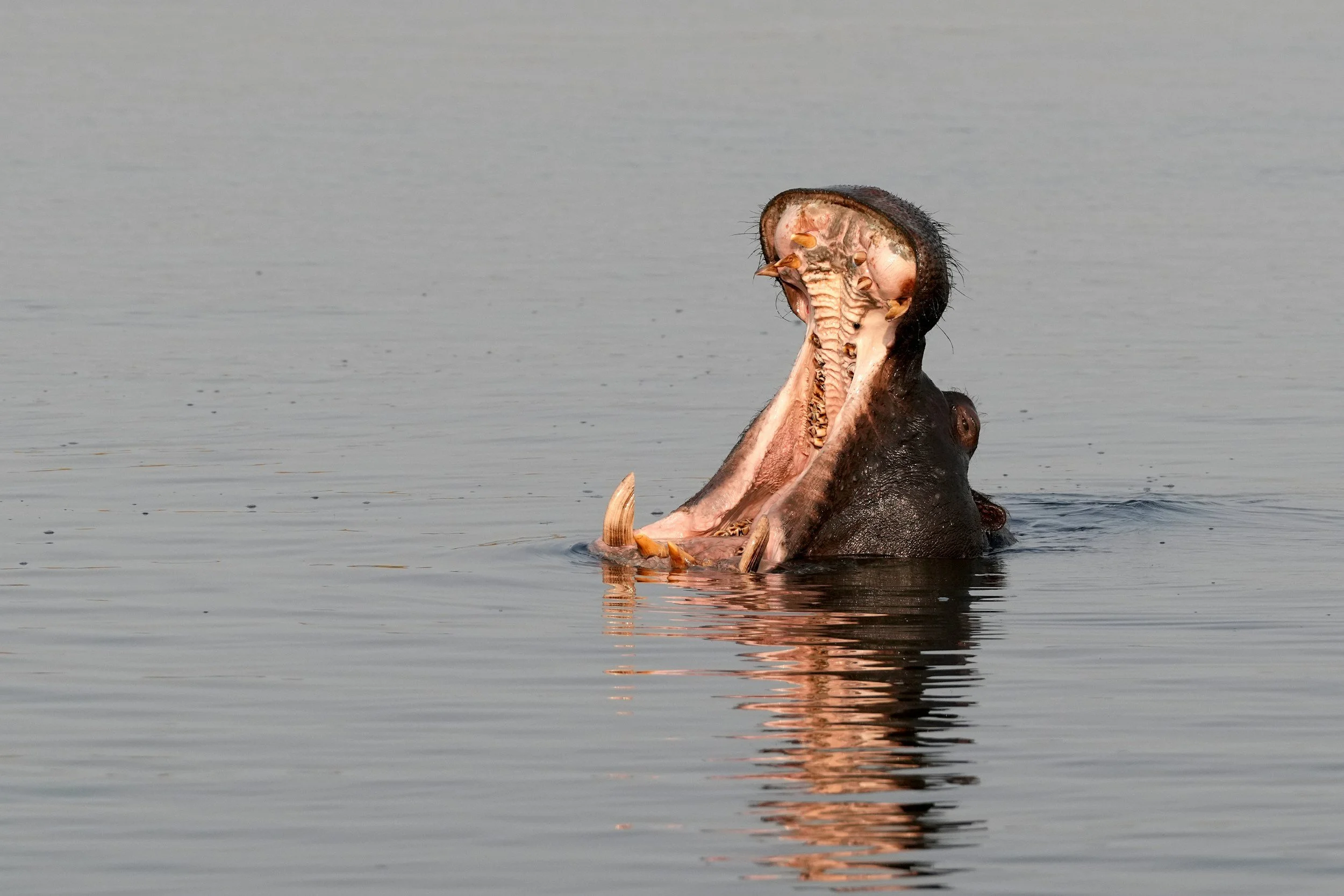 Hippopotamus yawning in calm water in the Chobe River, Botswana.