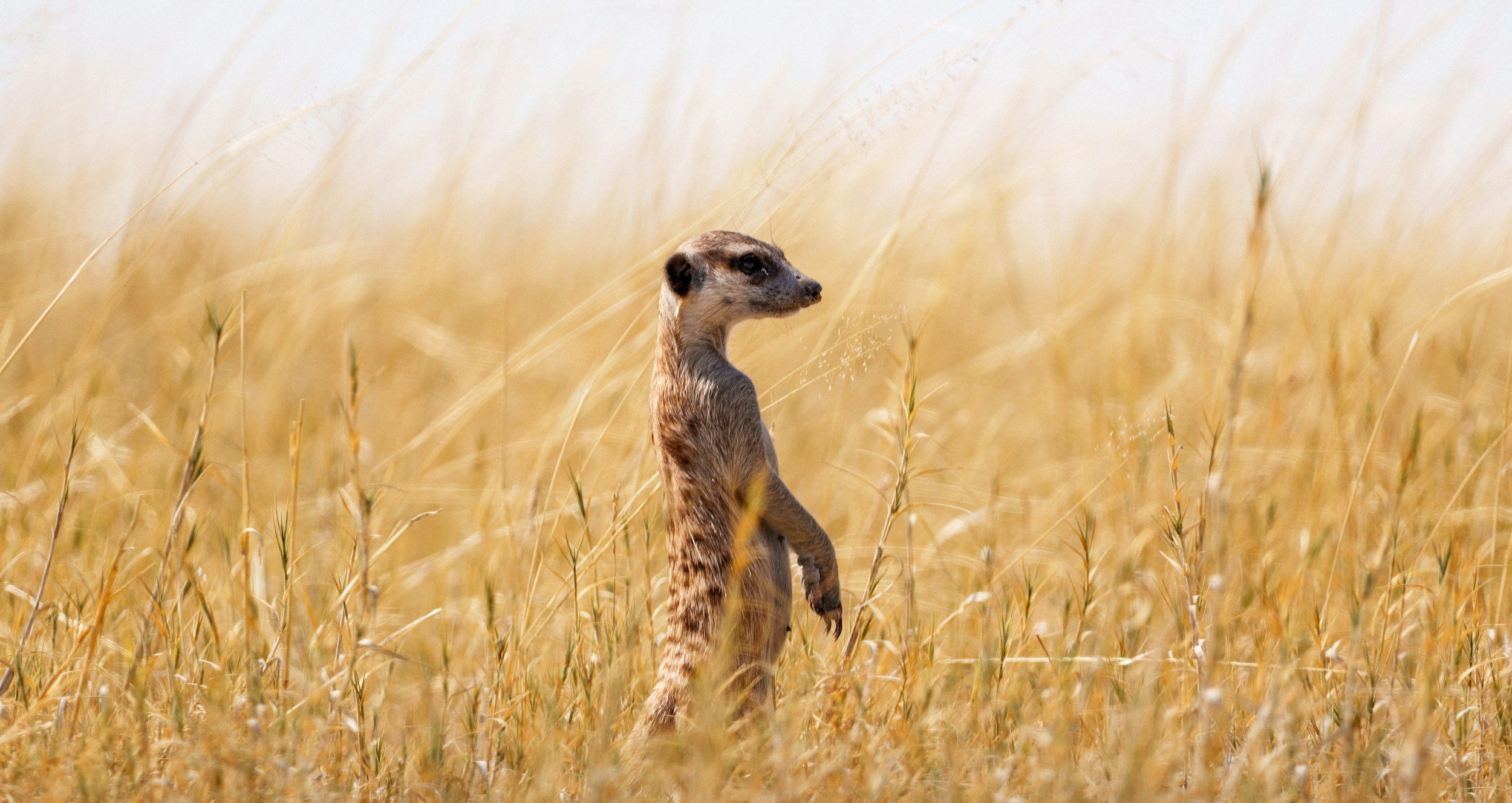 A meerkat standing upright in the open grasslands of Makgadikgadi Pans National Park, Botswana.