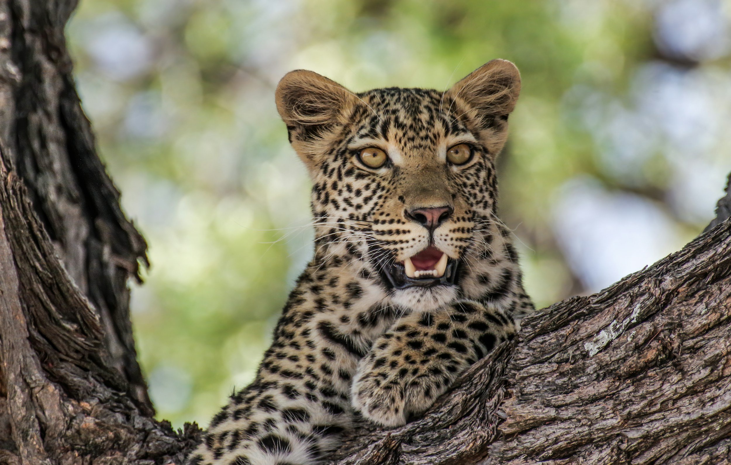 Leopard cub resting in a tree on the banks of the Chobe River, Botswana.