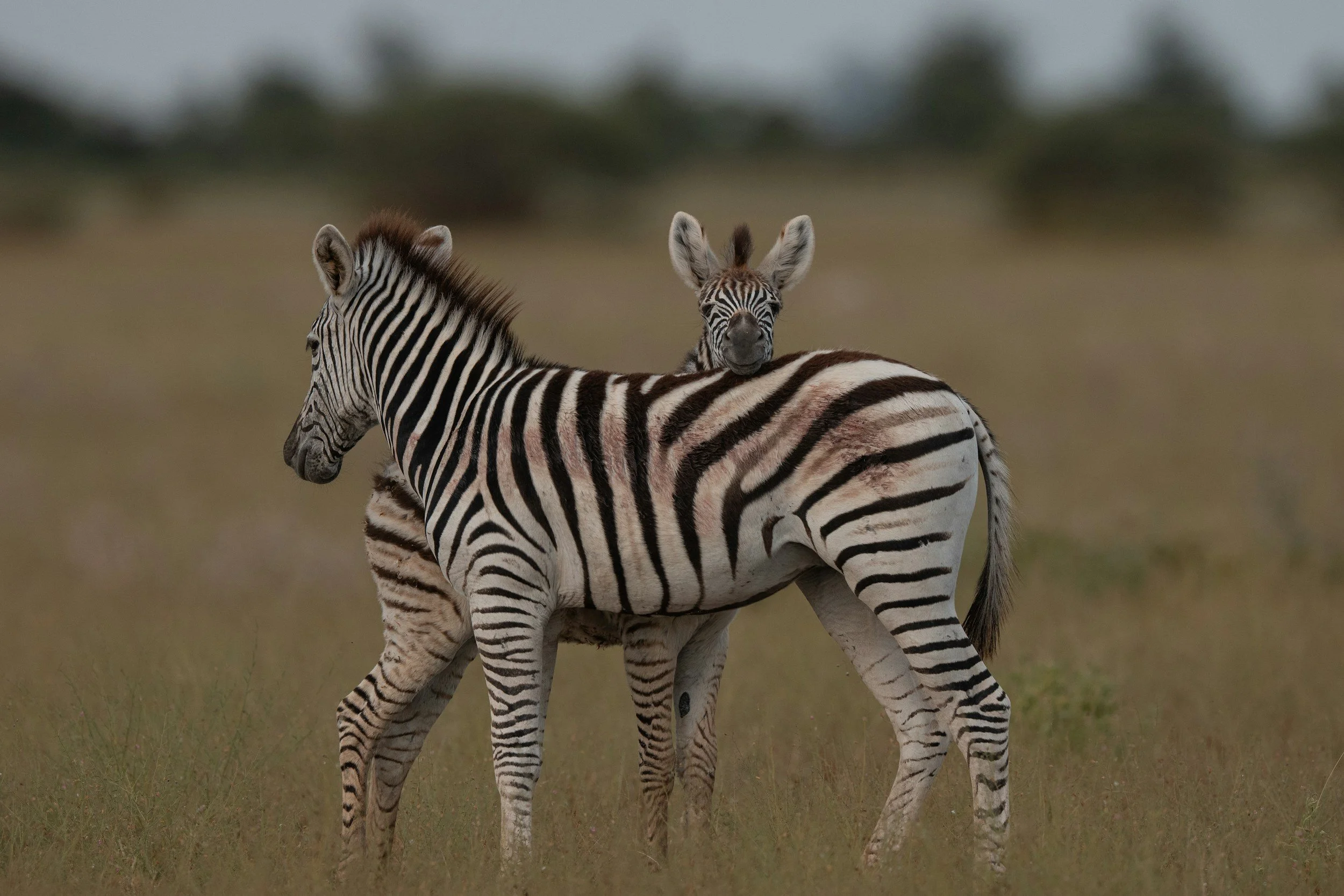 Zebra with foal standing in open grassland in Botswana.