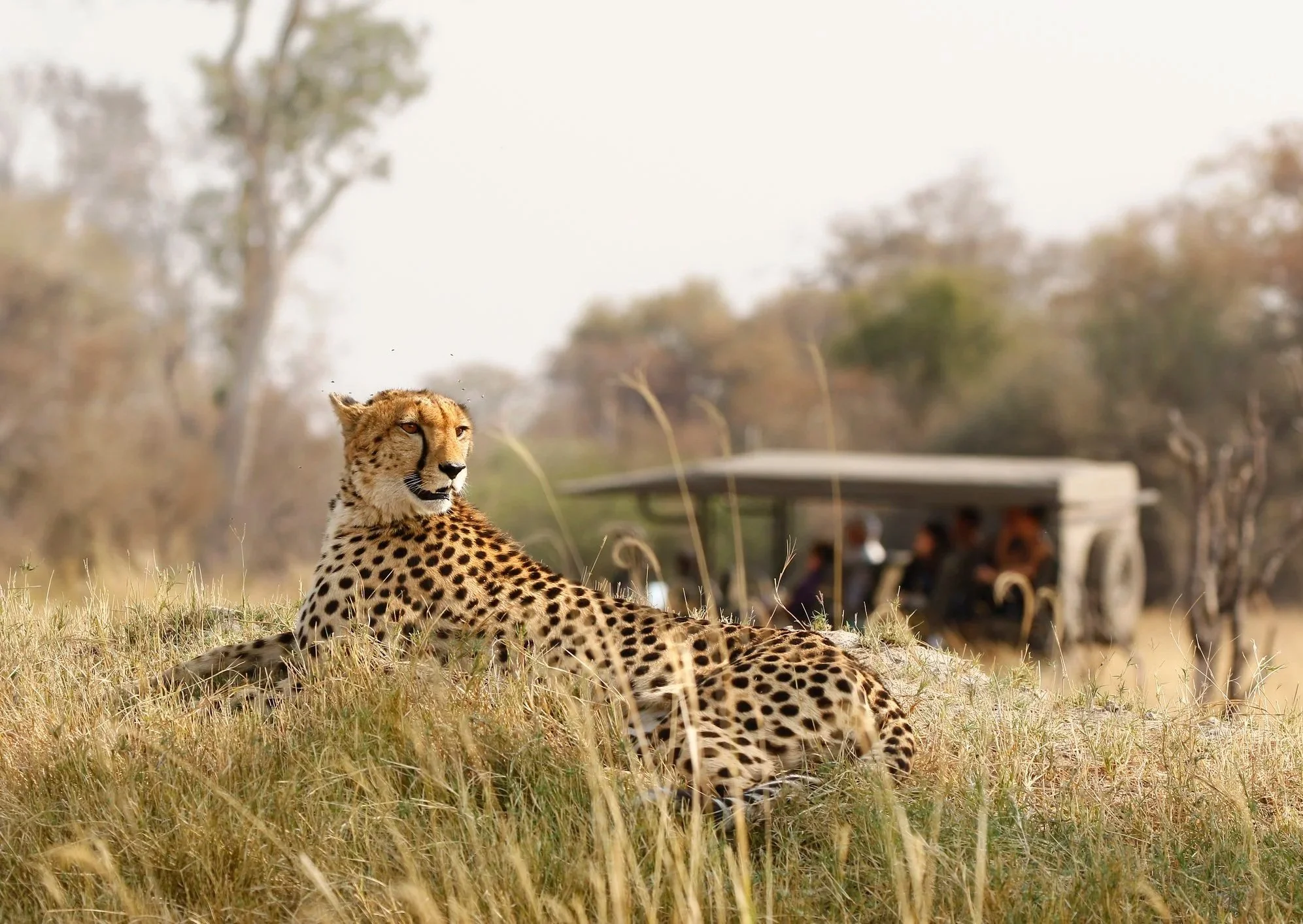 Cheetah resting in tall grass with a safari vehicle in the background in Botswana.