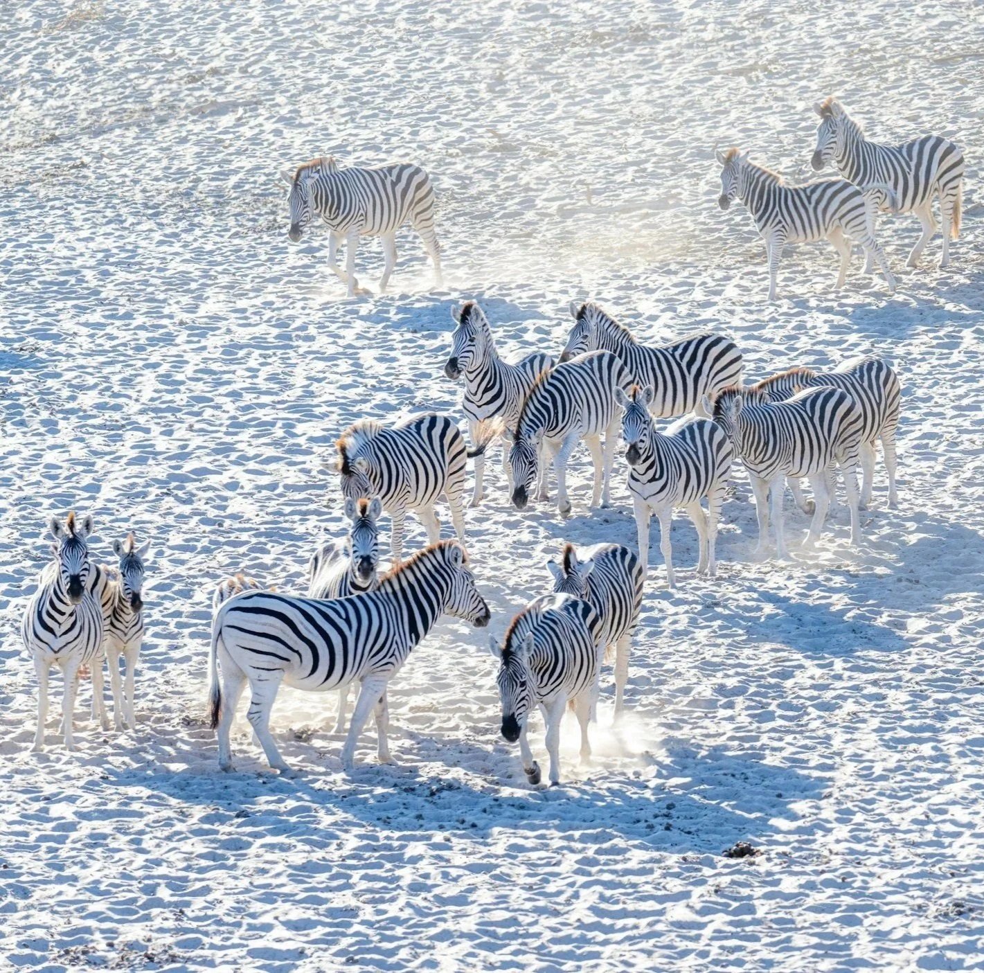 Aerial view of a zebra herd crossing a dry river bed in Nxai Pan National Park, Botswana.