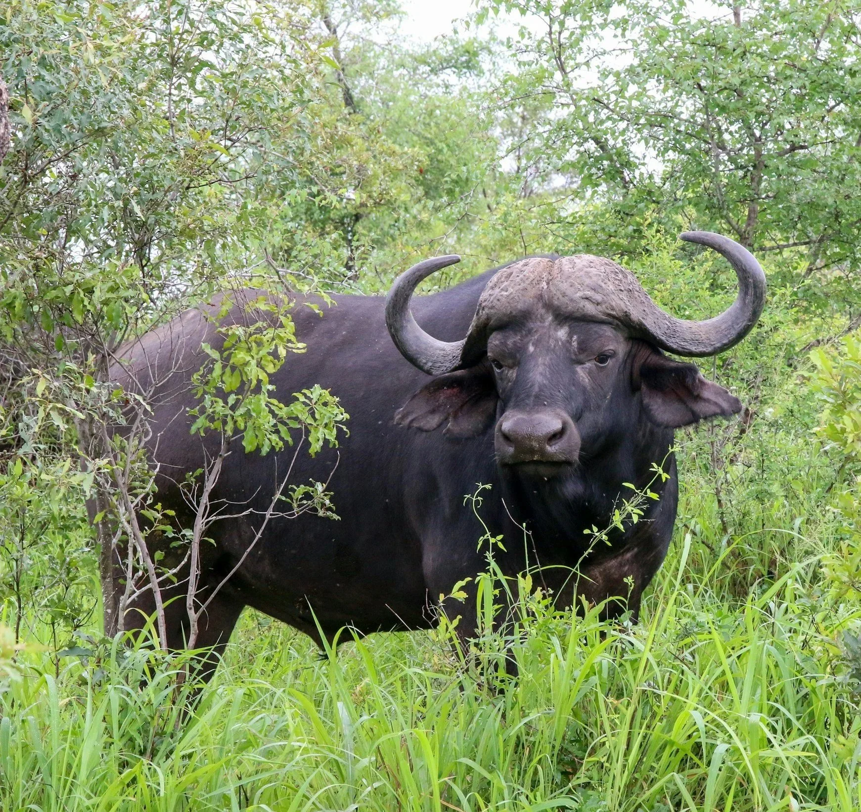Cape buffalo standing in dense vegetation in Botswana.