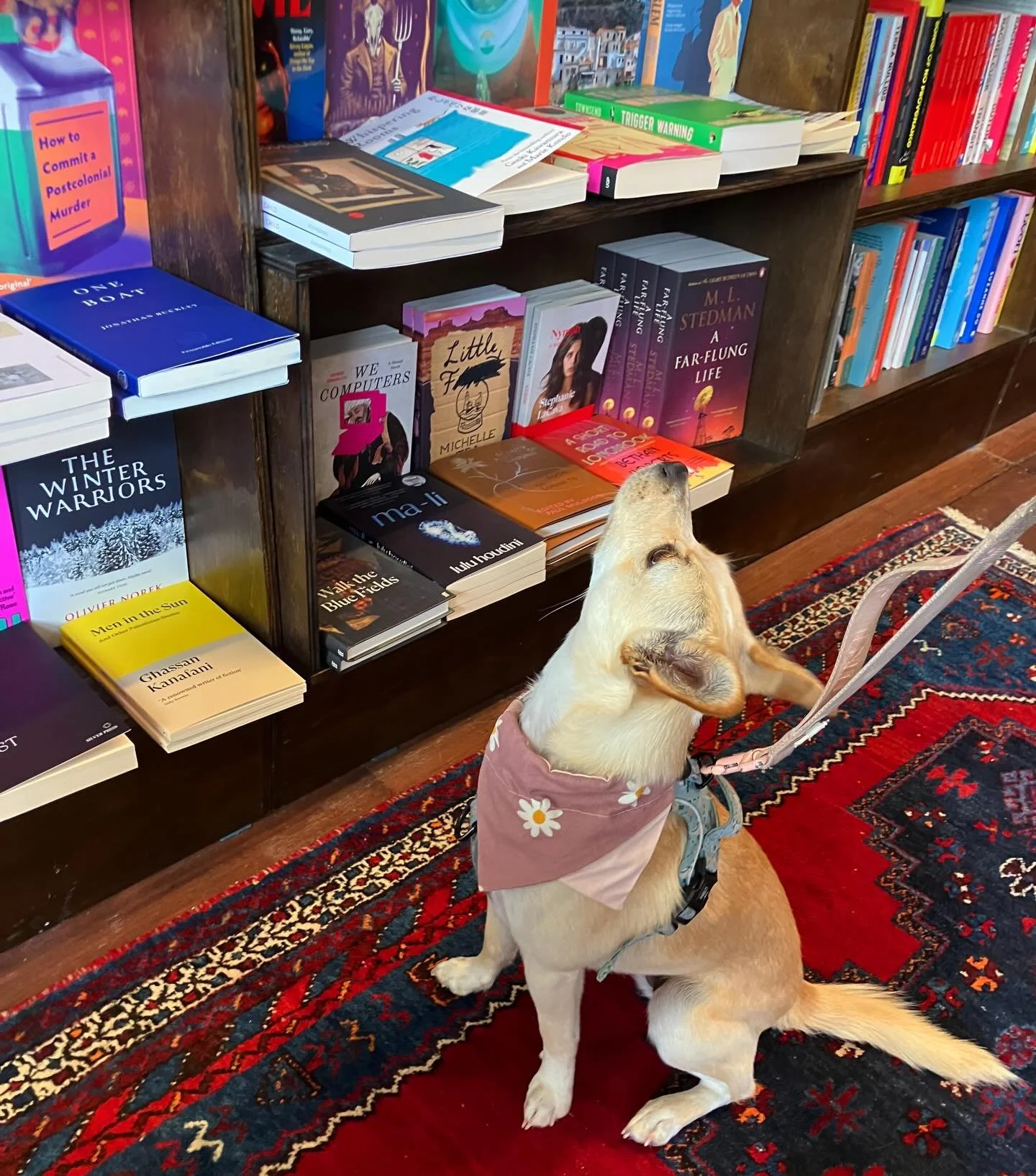 Beautiful Roo having a browse this morning! 

We&rsquo;re open all weekend for both humans and dogs 🐕