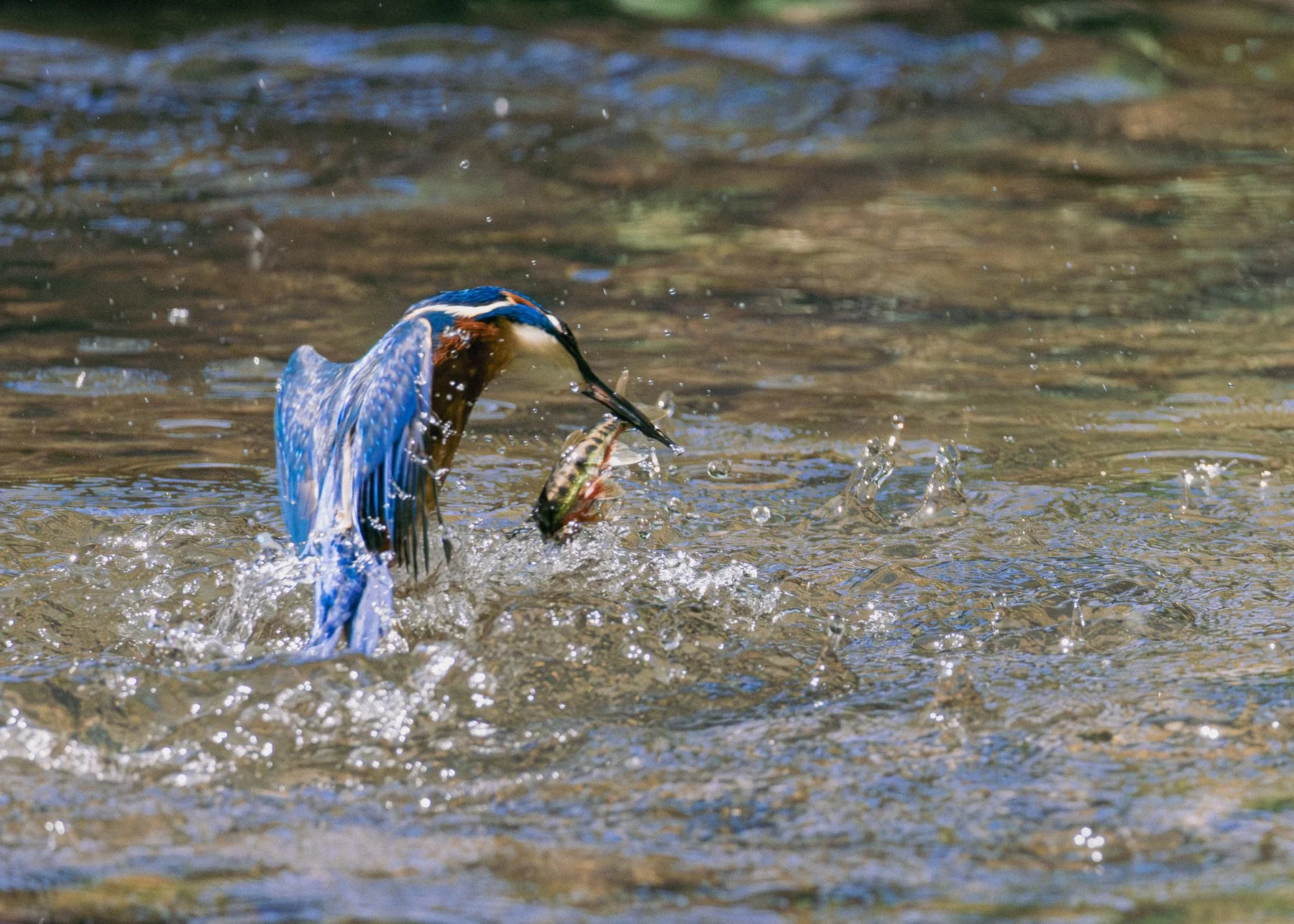 Kingfisher