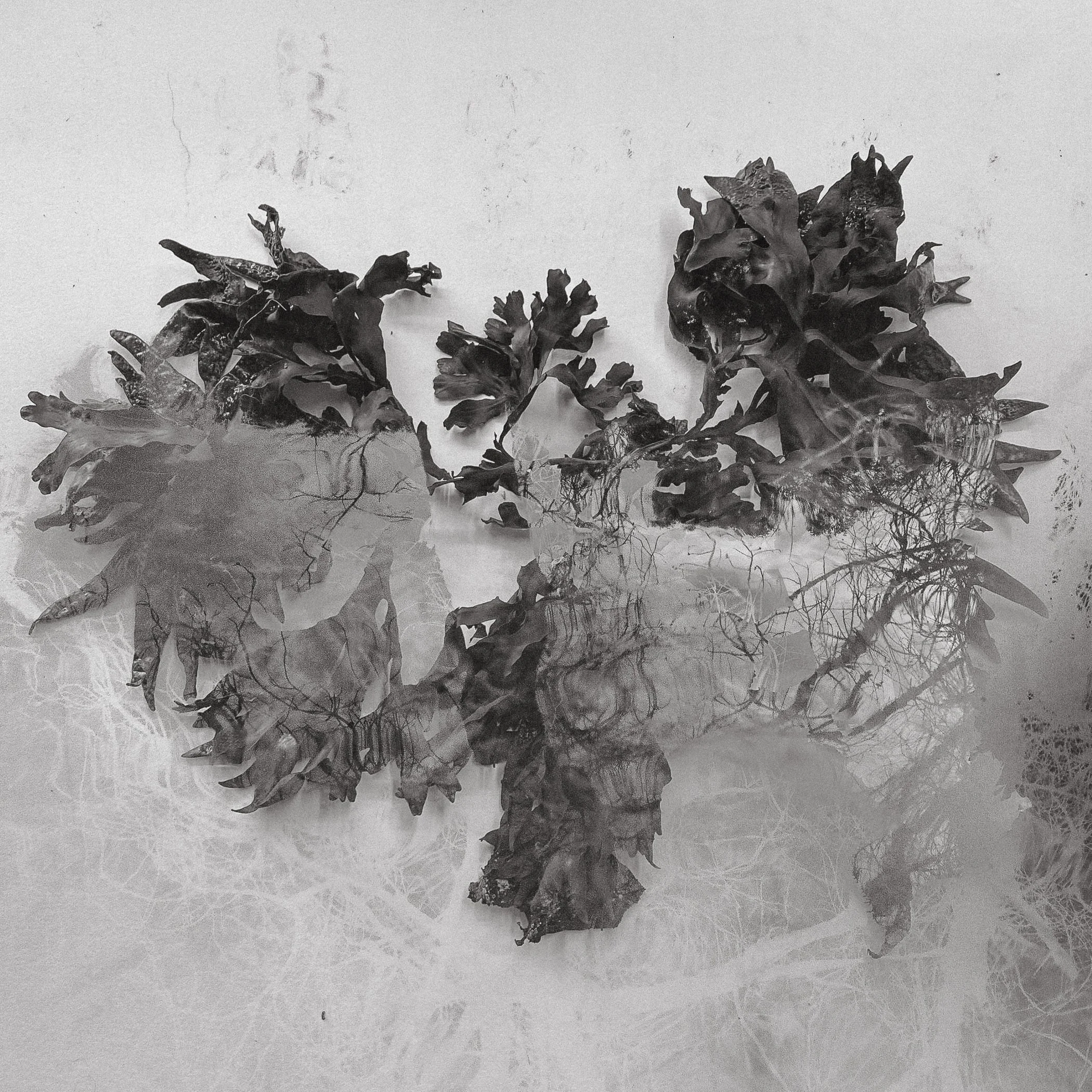 Seaweed Lungs, Southern Exposure