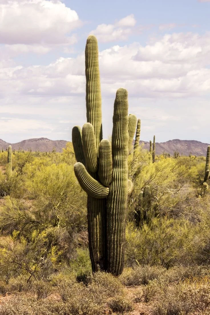 Couples therapy sessions