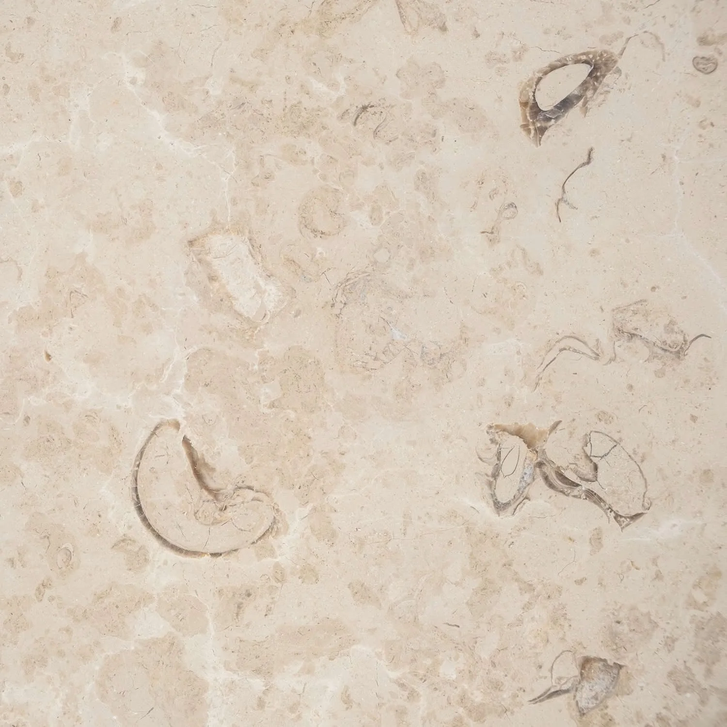 Kanfanar Fossile, gebürstet